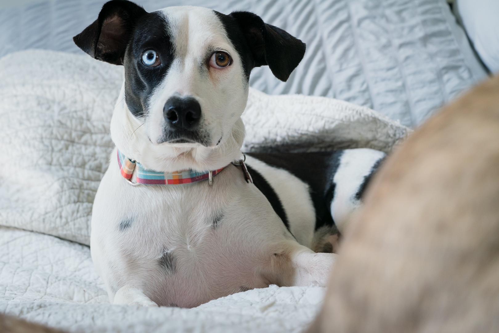 Enlarge Annie, a ADOPTABLE mixed breed in Mississauga, ON image 6/6