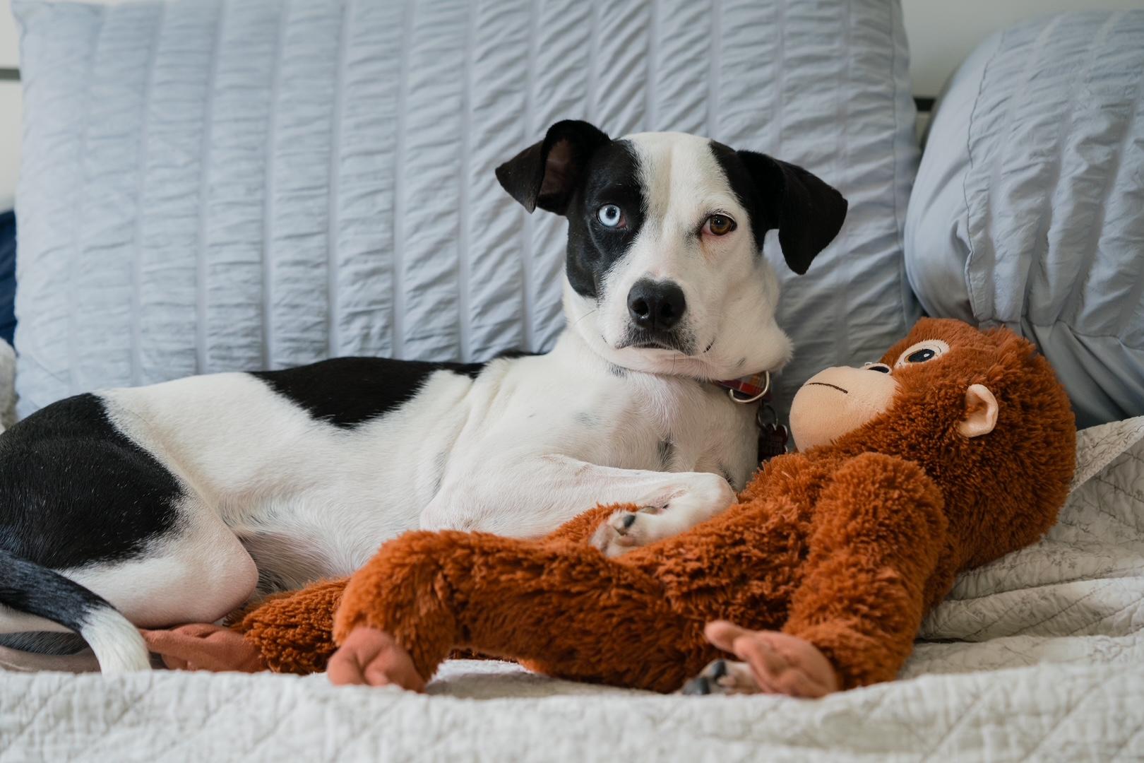 Enlarge Annie, a ADOPTABLE mixed breed in Mississauga, ON image 5/6