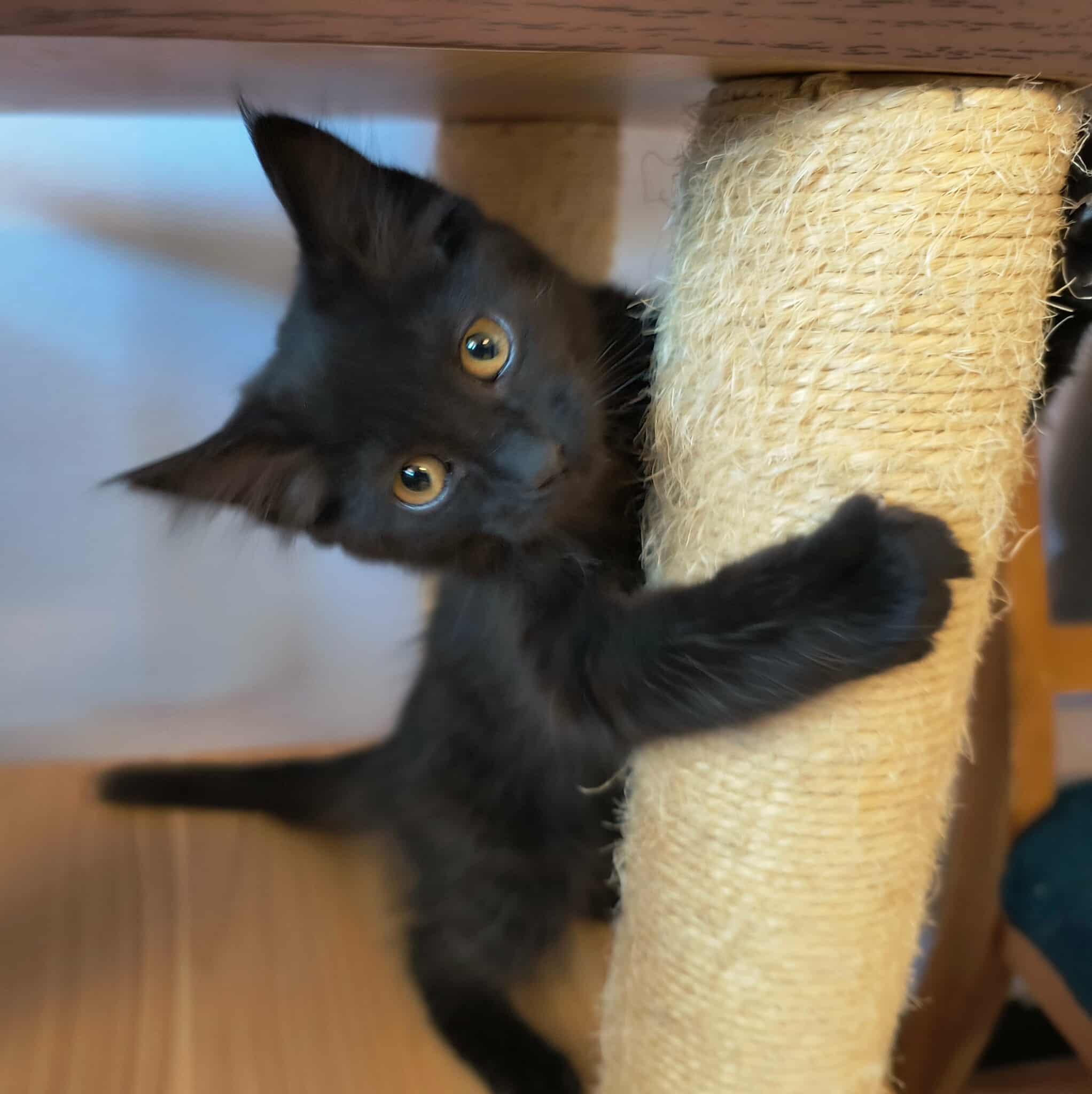 Dash, an adoptable Domestic Long Hair in Weaverville, CA, 96093 | Photo Image 1