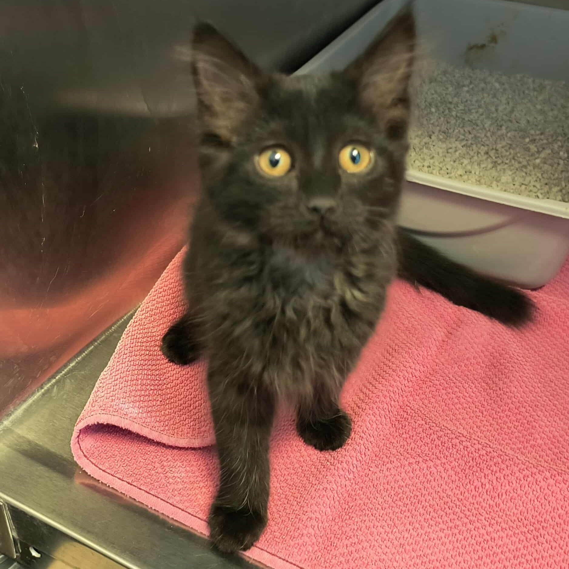 Dash, an adoptable Domestic Long Hair in Weaverville, CA, 96093 | Photo Image 2