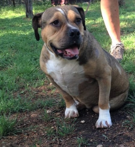 Stella, a Adoptable mixed breed in Bergheim, TX image 1/6