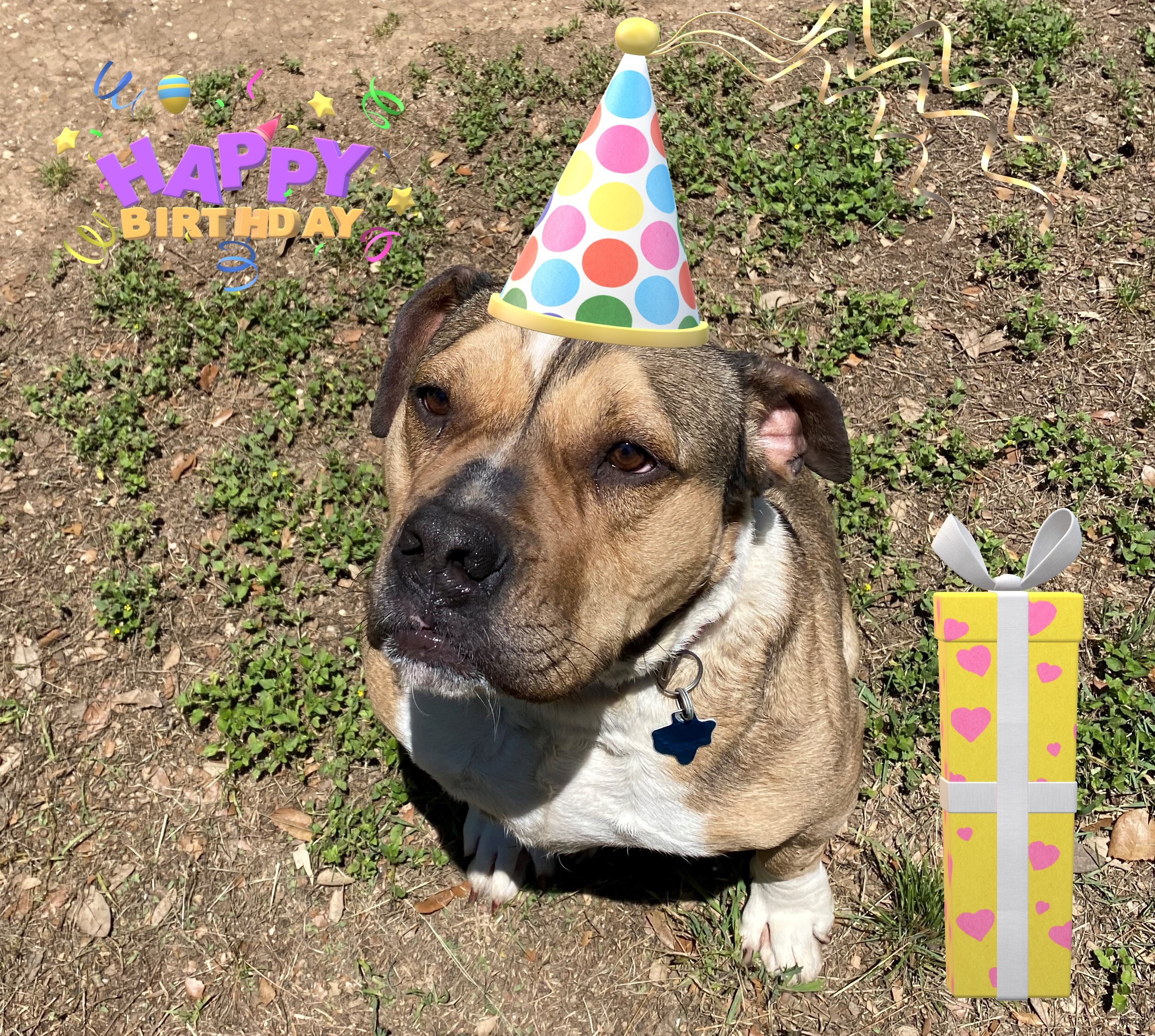 Stella, a Adoptable mixed breed in Bergheim, TX image 2/6