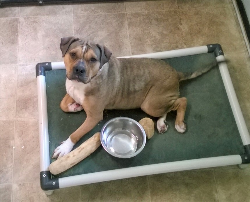 Stella, a Adoptable mixed breed in Bergheim, TX image 3/6