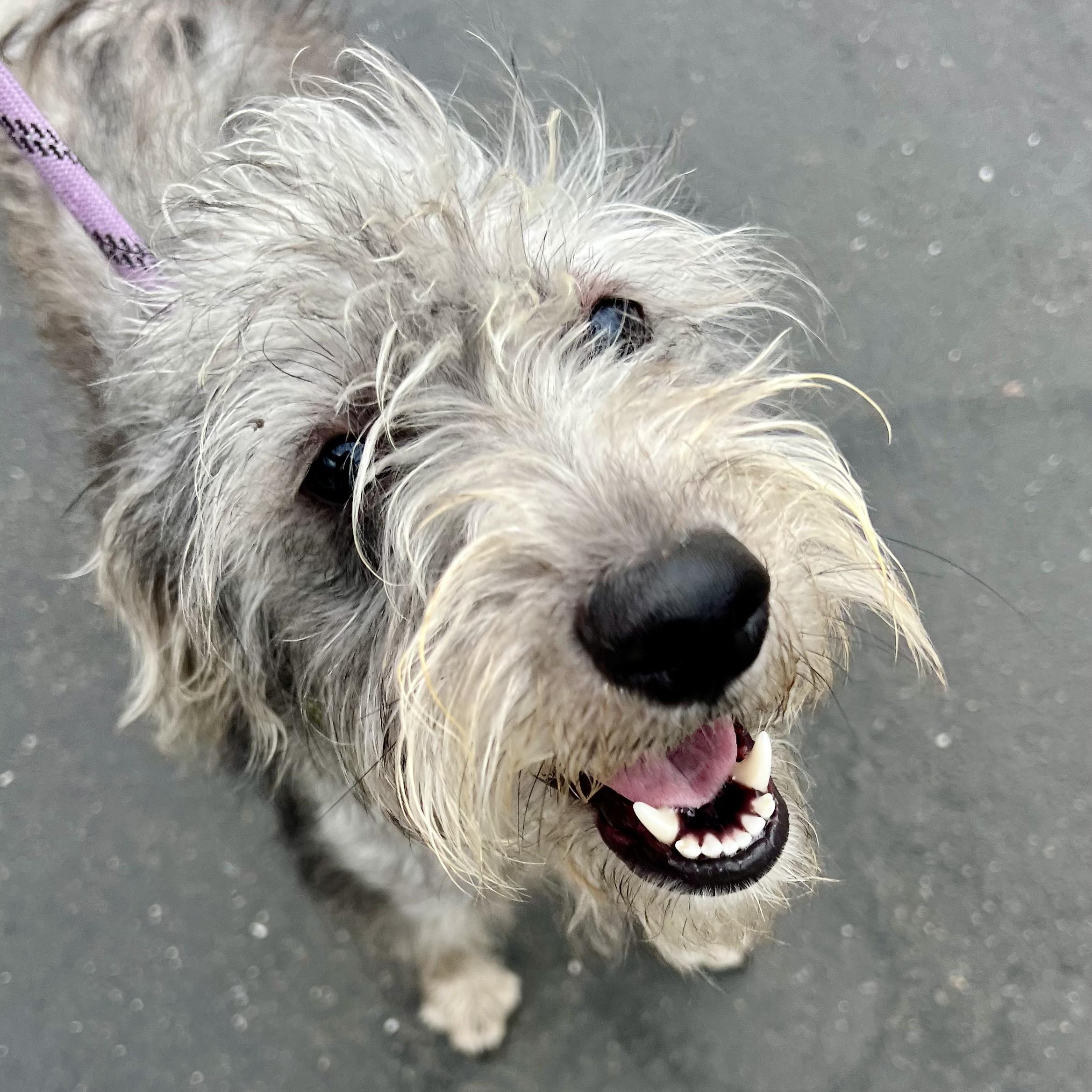 Enlarge Dolly Pawton, an adopted Wirehaired Terrier in Grass Valley, CA image 2/5