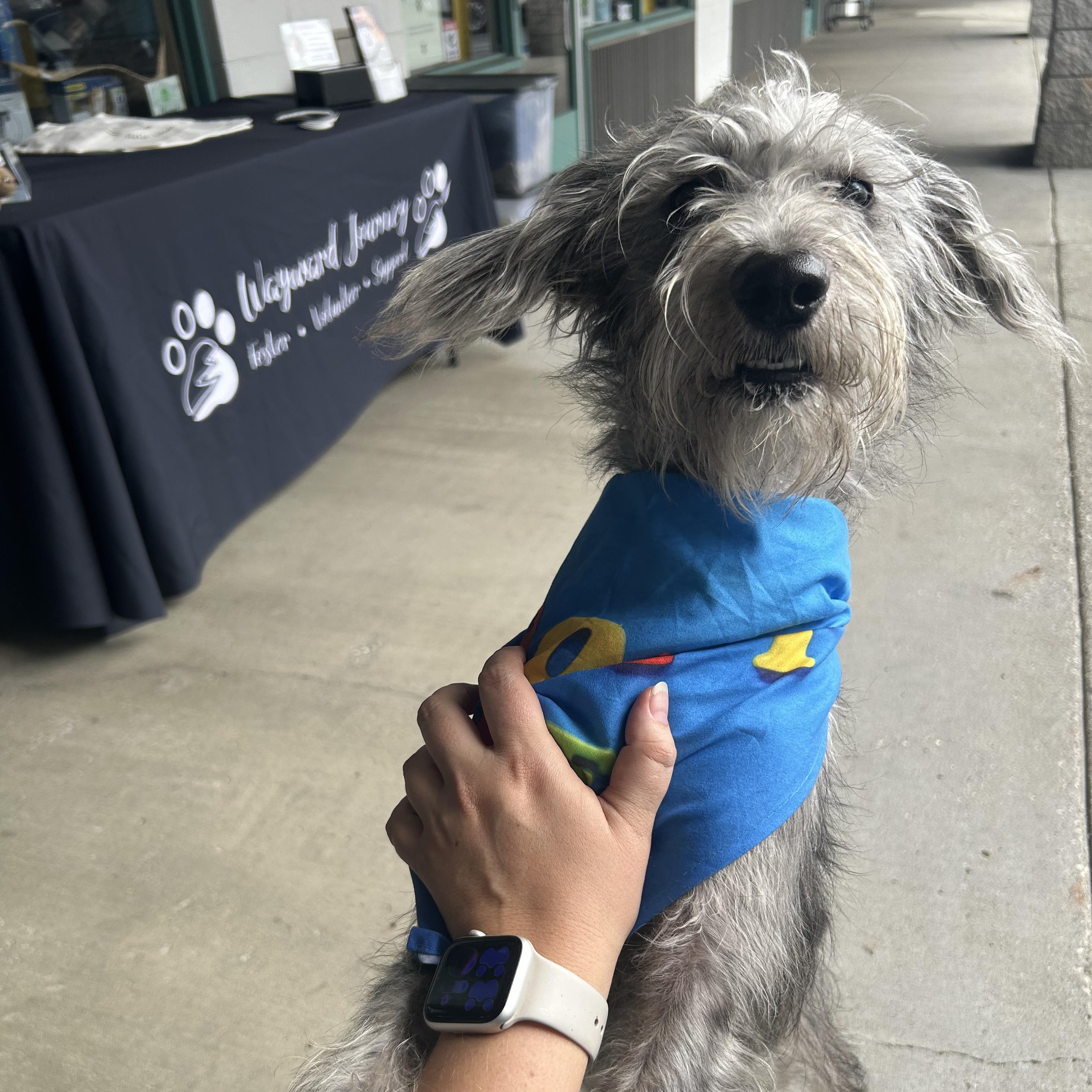 Dolly Pawton, adopted, Puppy Female Wirehaired Terrier.