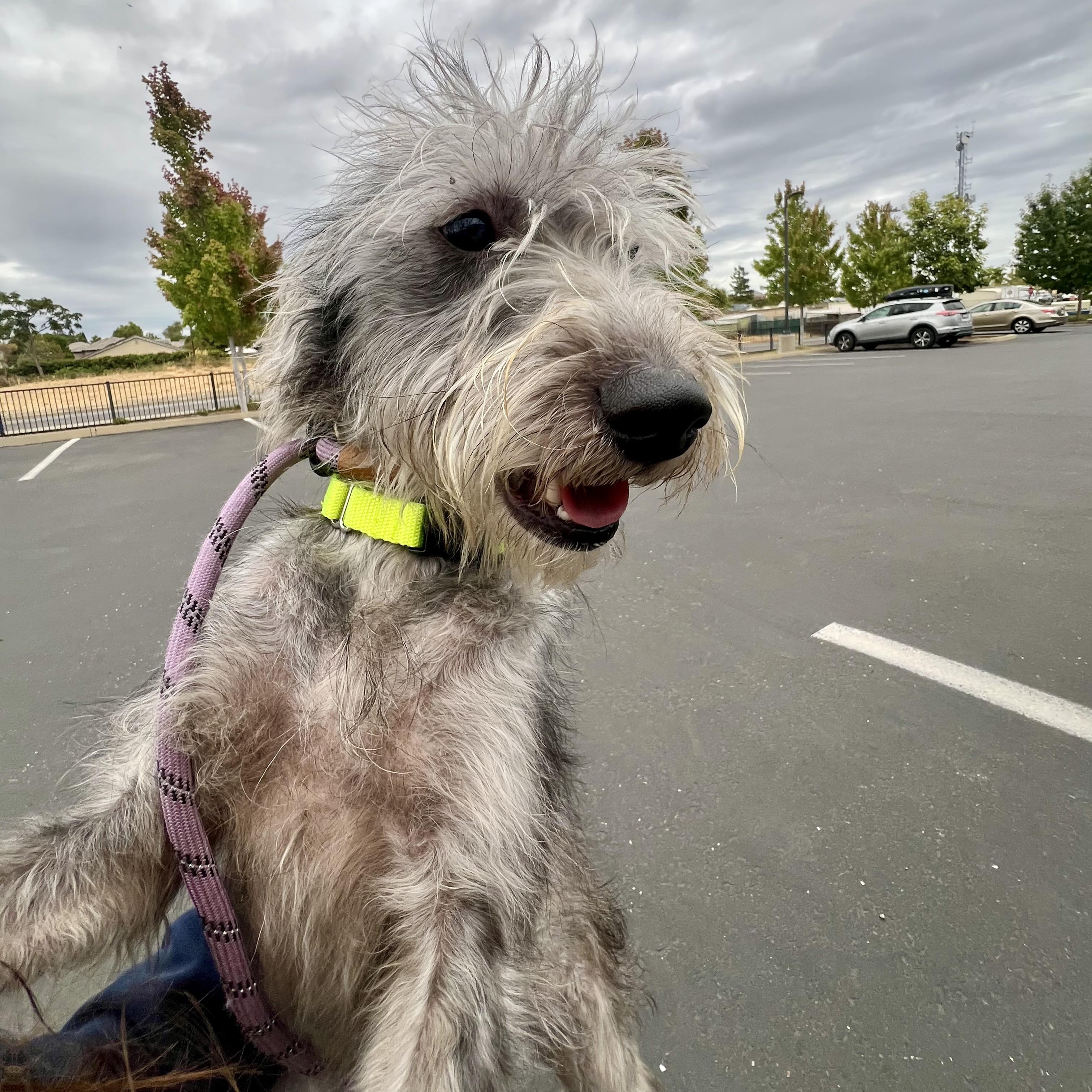 Enlarge Dolly Pawton, an adopted Wirehaired Terrier in Grass Valley, CA image 4/5