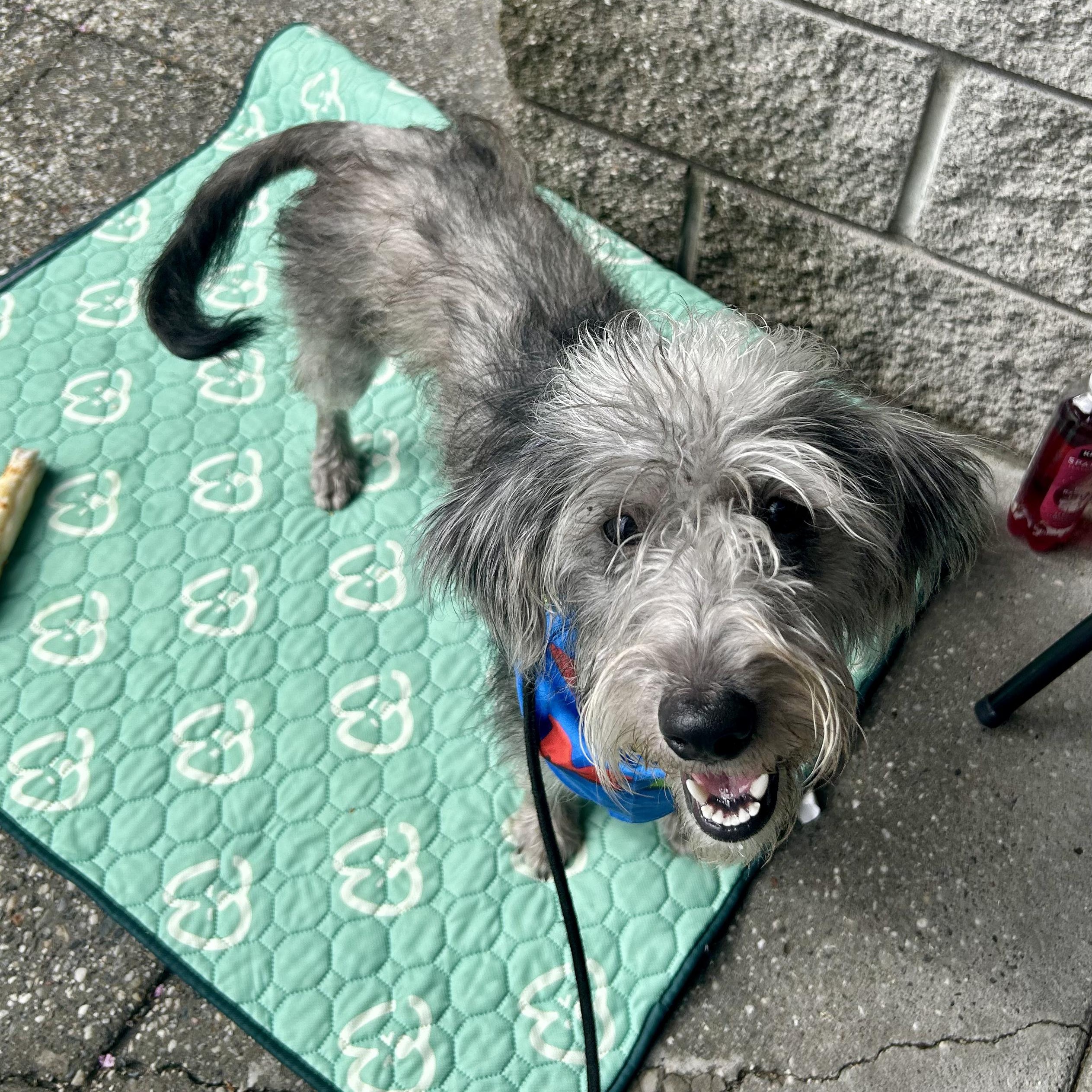 Enlarge Dolly Pawton, an adopted Wirehaired Terrier in Grass Valley, CA image 5/5