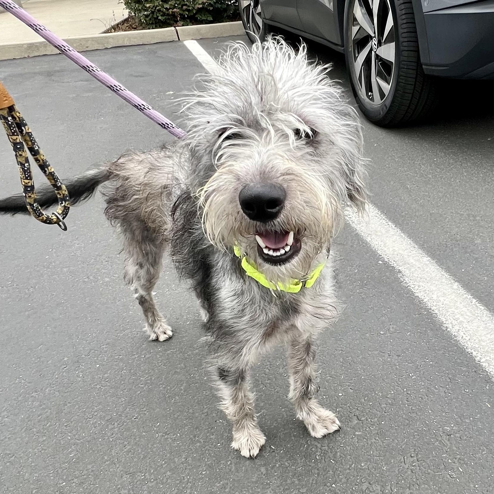 Enlarge Dolly Pawton, an adopted Wirehaired Terrier in Grass Valley, CA image 3/5