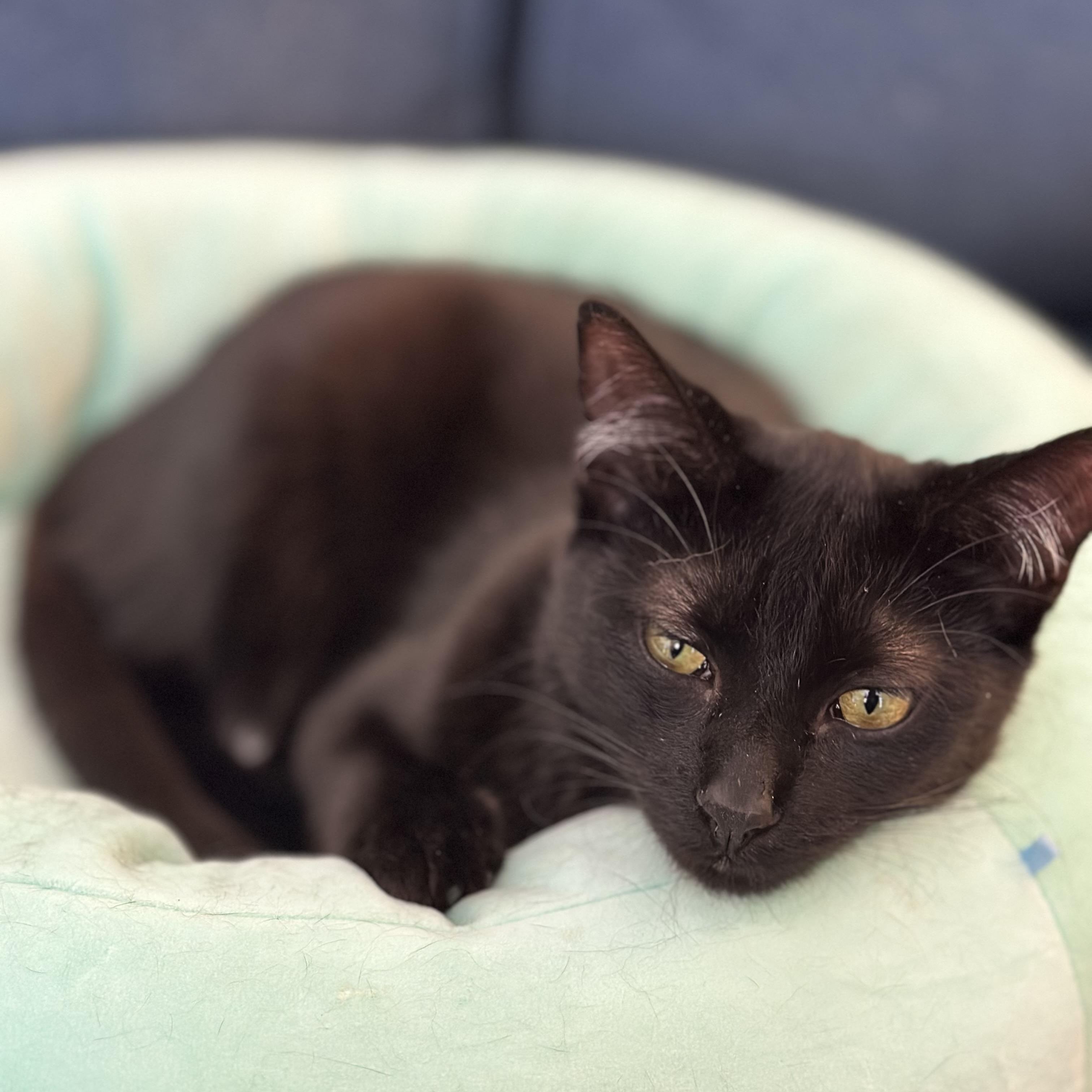 BlackBerry, Adoptable, Kitten Female American Shorthair.