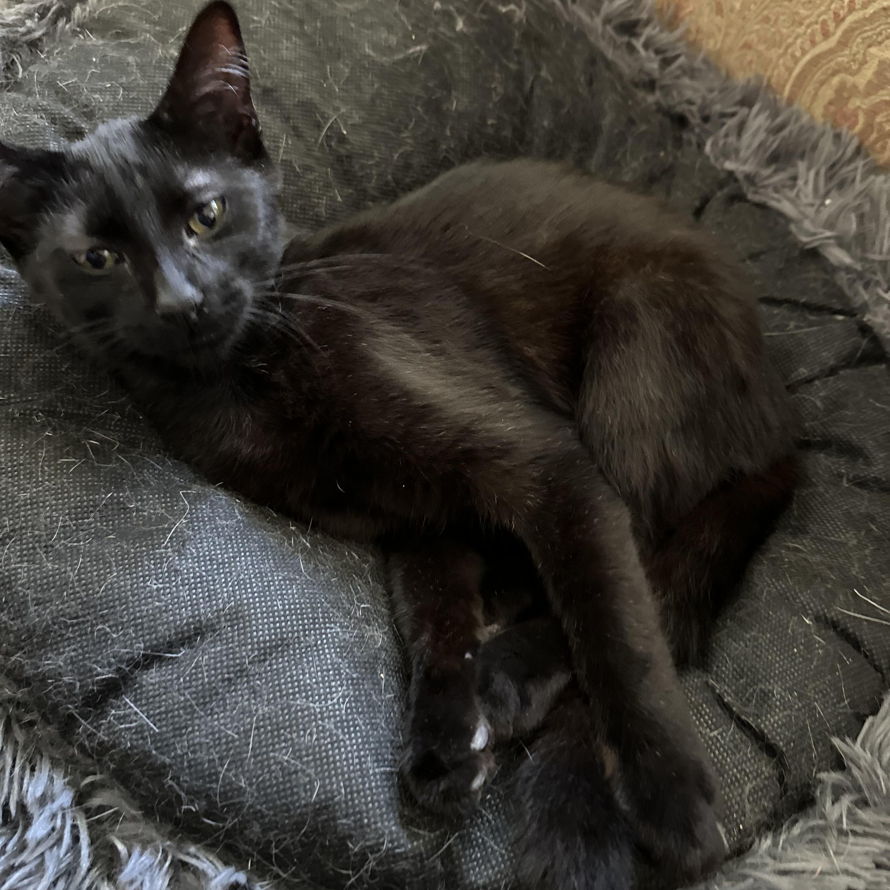 Enlarge BlackBerry, a Adoptable American Shorthair in Belvidere, IL image 3/3