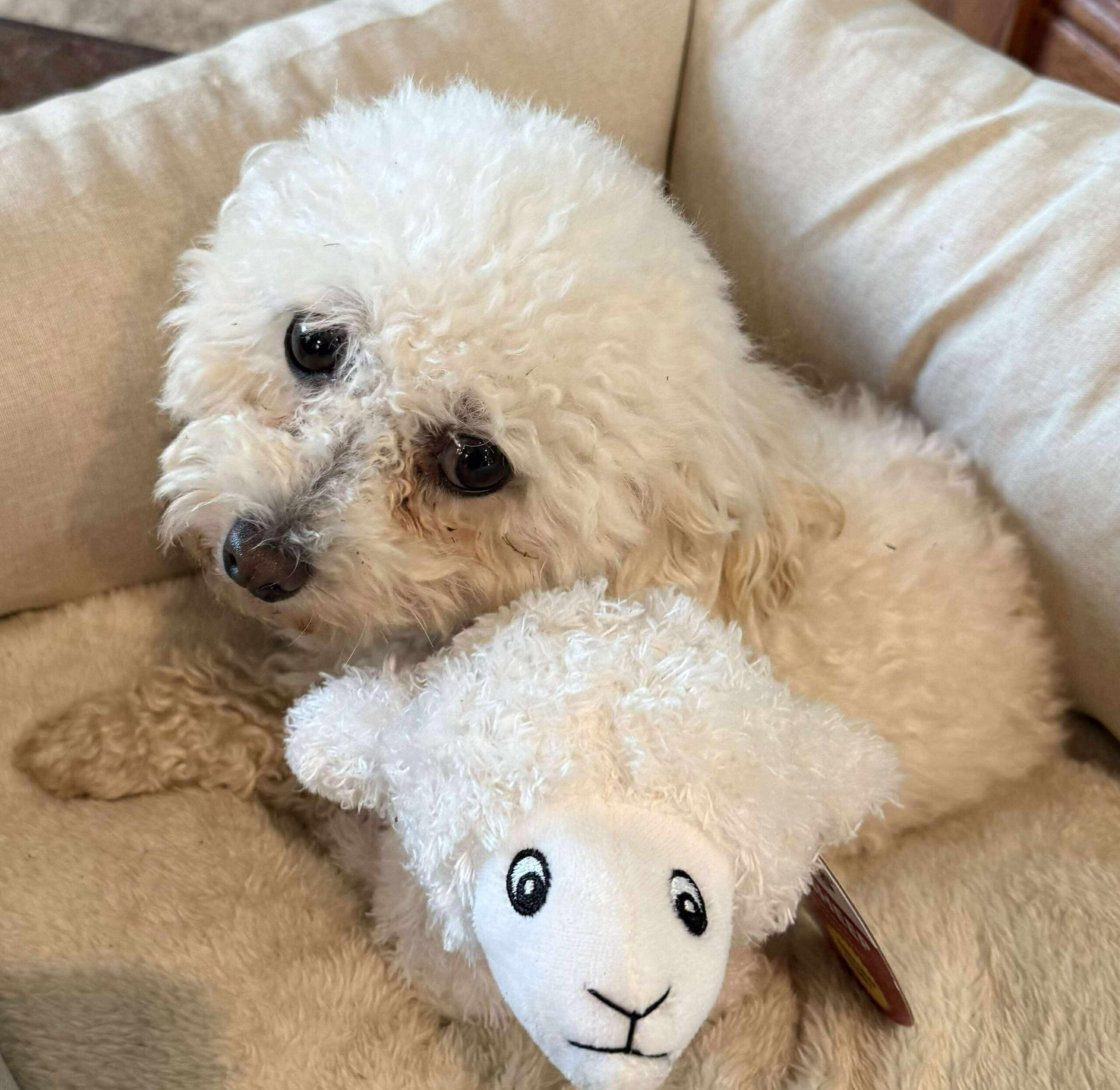 Enlarge PEACHES, a Adoptable Maltipoo in Lincoln, NE image 1/5
