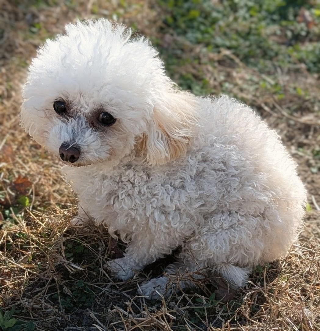Enlarge PEACHES, a Adoptable Maltipoo in Lincoln, NE image 2/5