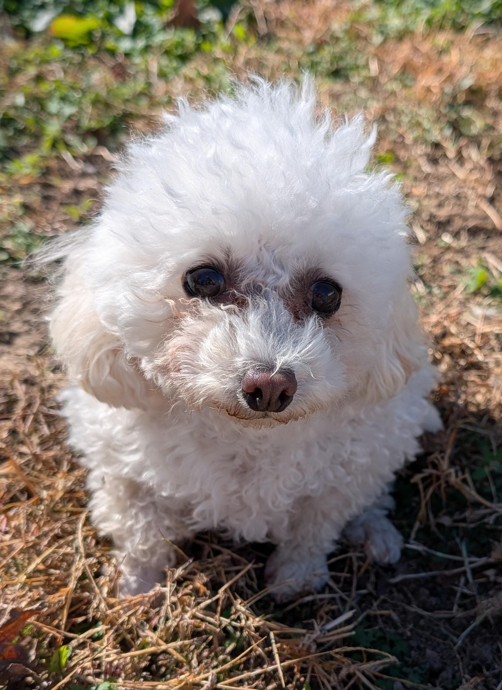 Enlarge PEACHES, a Adoptable Maltipoo in Lincoln, NE image 3/5