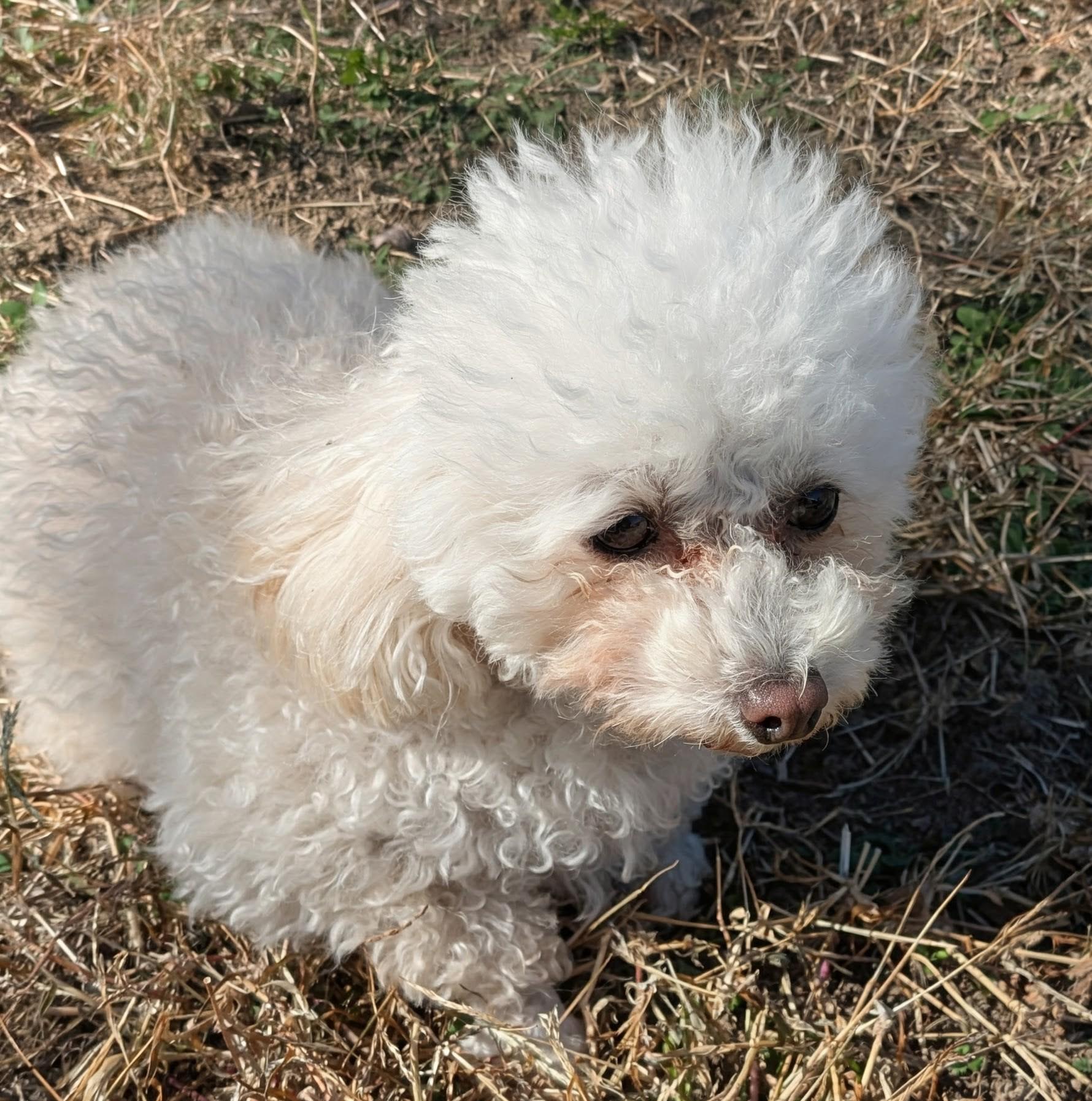 Enlarge PEACHES, a Adoptable Maltipoo in Lincoln, NE image 4/5