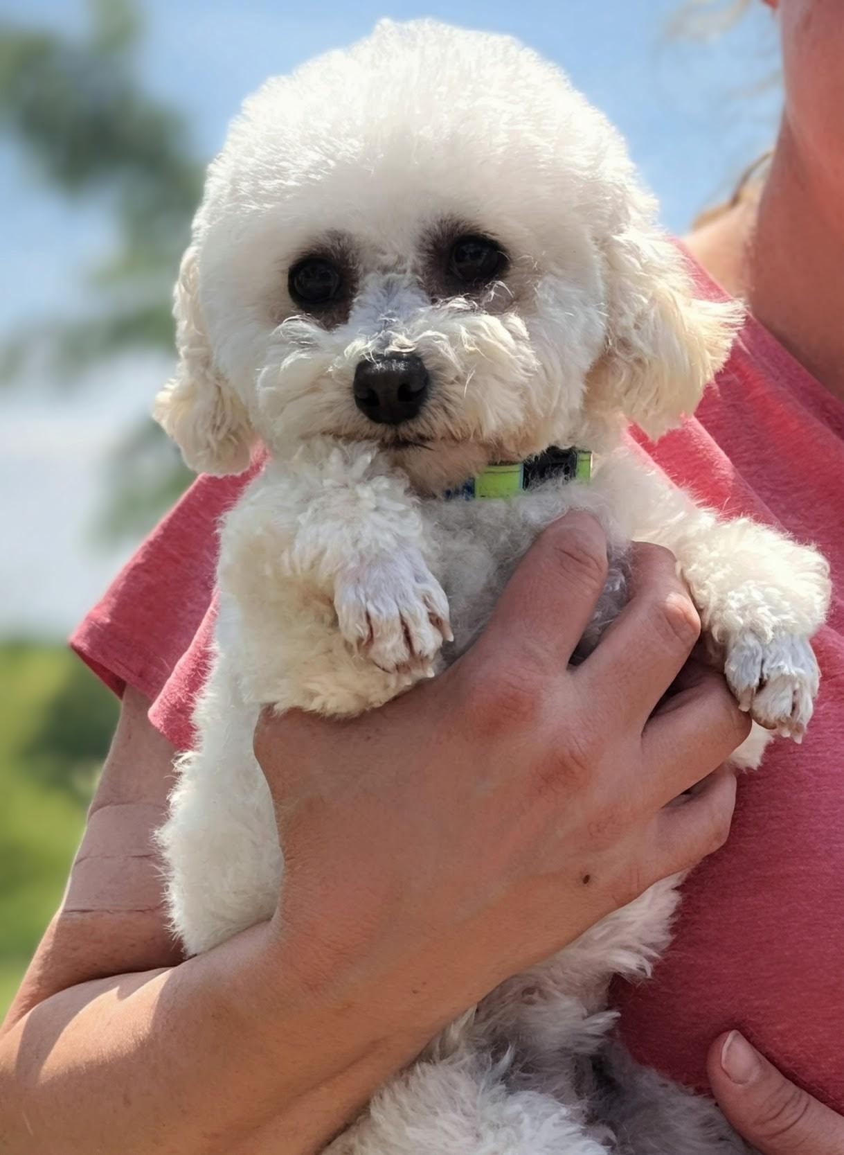 Enlarge PEACHES, a Adoptable Maltipoo in Lincoln, NE image 5/5