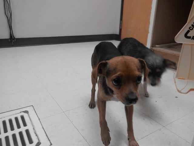 ROSALEE, Adoptable, Adult Female Chihuahua & Mixed Breed.