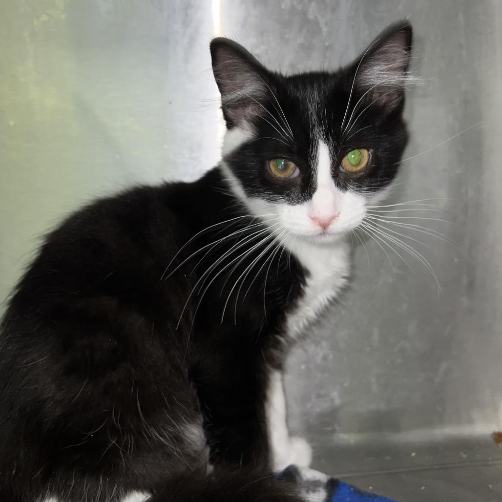 Dixie*, a Adoptable Domestic Short Hair in San Gabriel, CA image 1/4