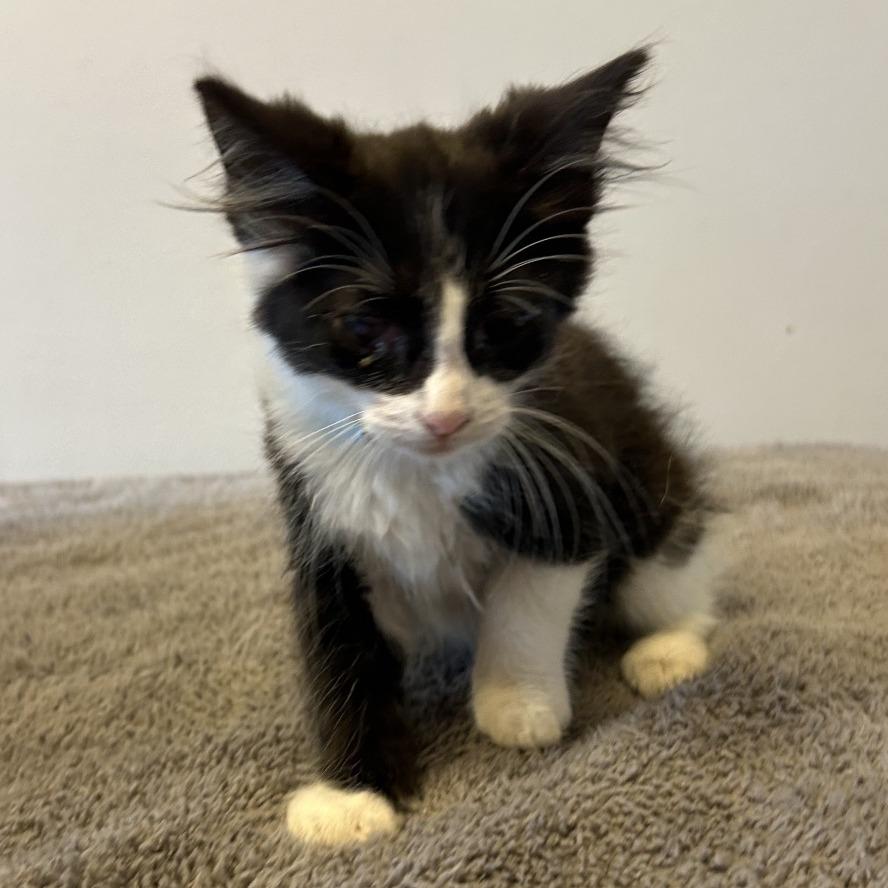 Dixie*, a Adoptable Domestic Short Hair in San Gabriel, CA image 2/4