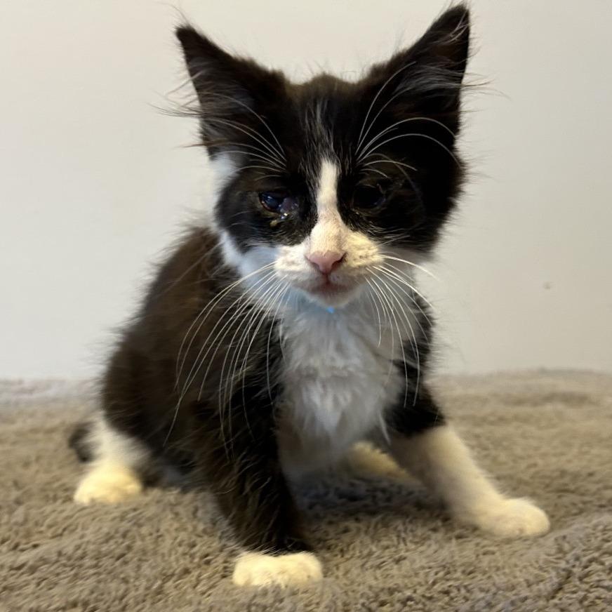 Dixie*, a Adoptable Domestic Short Hair in San Gabriel, CA image 3/4
