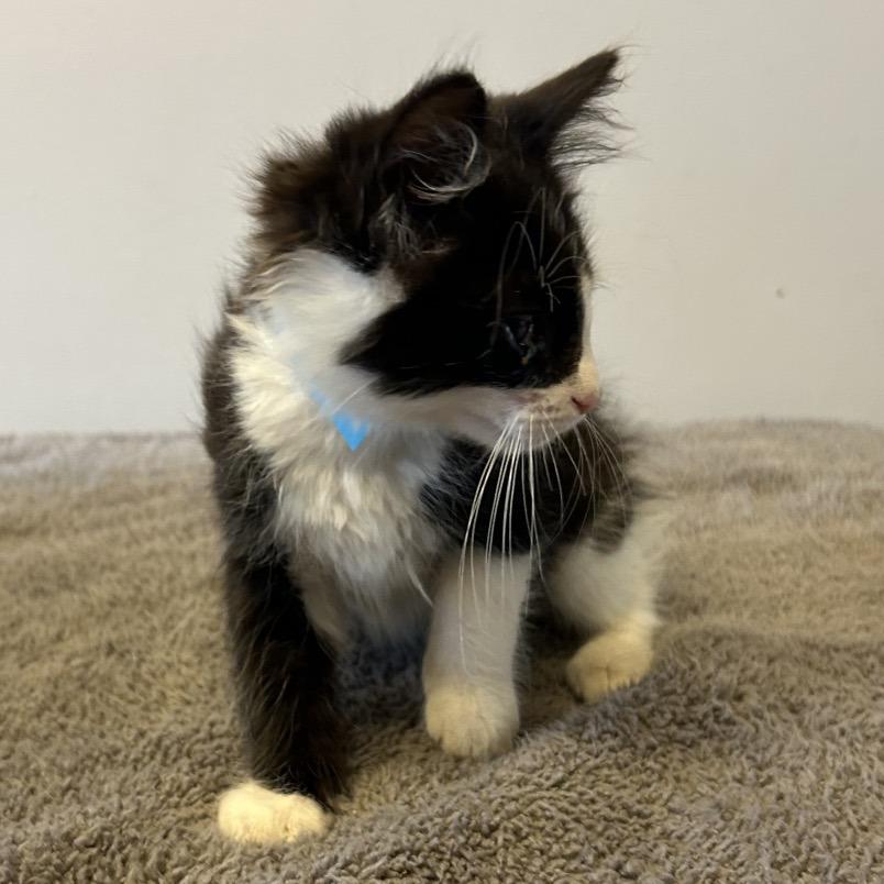 Dixie*, a Adoptable Domestic Short Hair in San Gabriel, CA image 4/4
