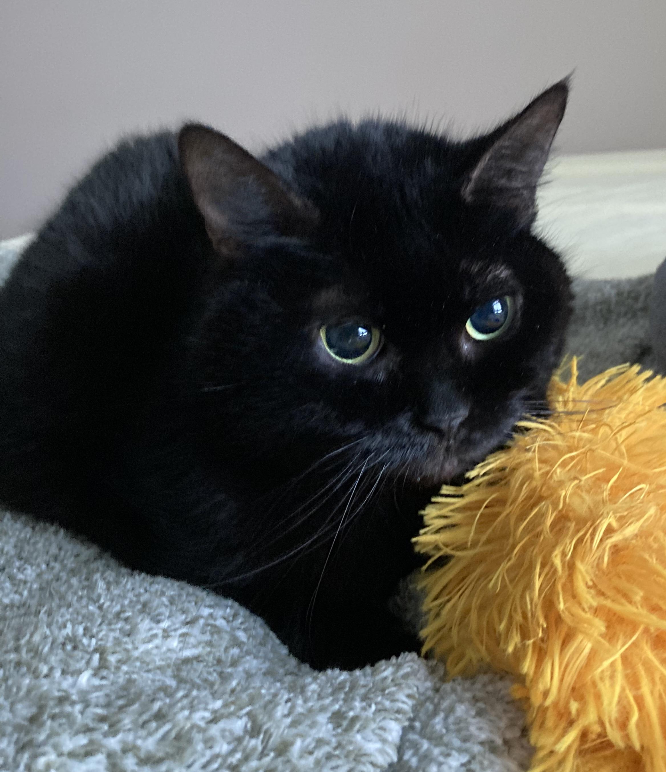 Enlarge Daphne, a Adoptable Domestic Short Hair in Syracuse, NY image 2/5
