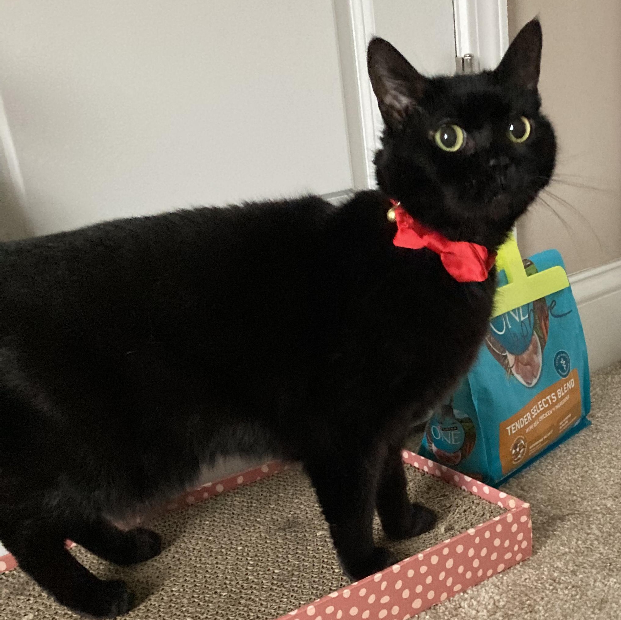 Enlarge Daphne, a Adoptable Domestic Short Hair in Syracuse, NY image 1/5