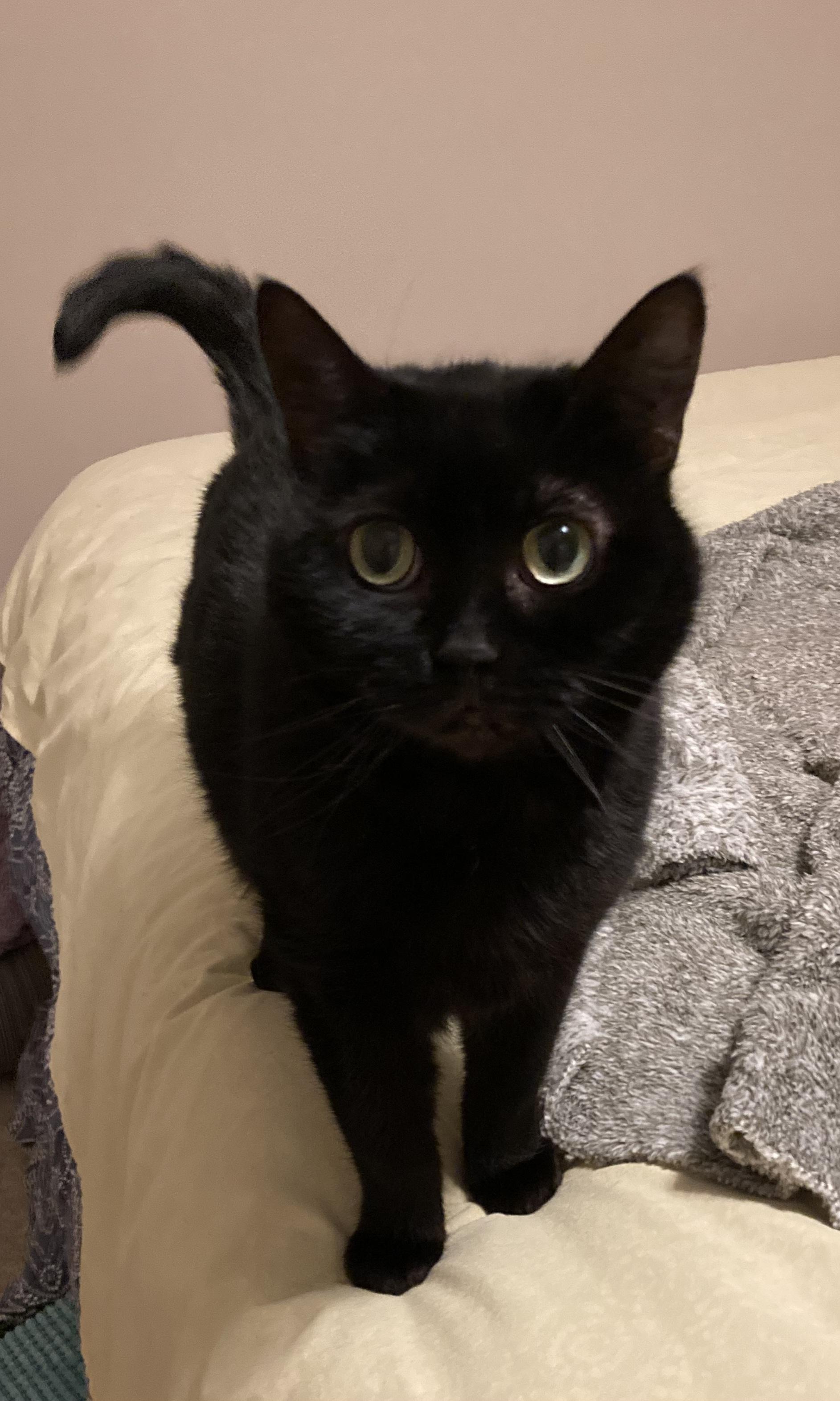 Enlarge Daphne, a Adoptable Domestic Short Hair in Syracuse, NY image 4/5