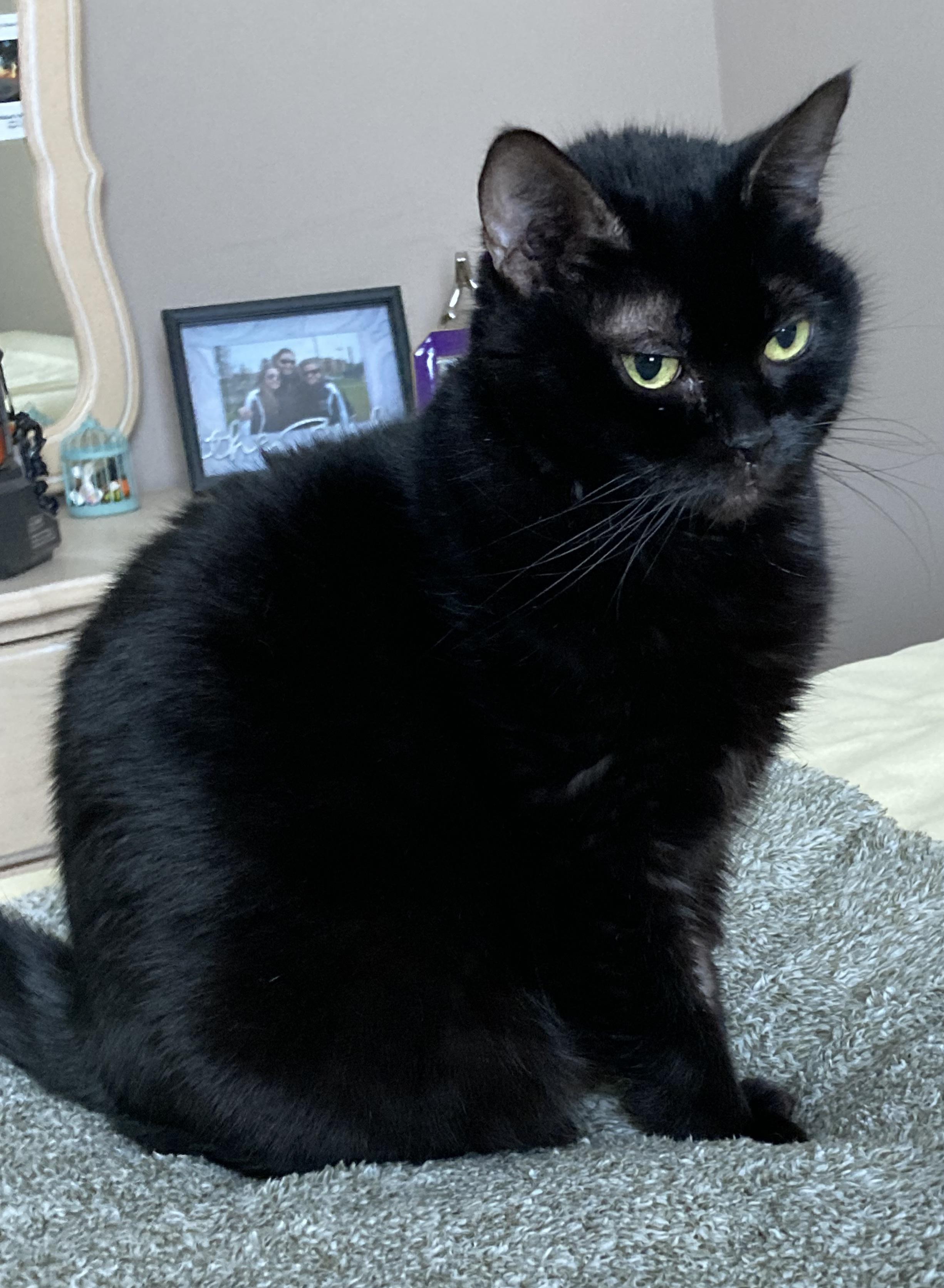 Enlarge Daphne, a Adoptable Domestic Short Hair in Syracuse, NY image 3/5