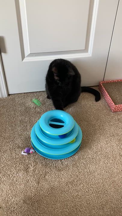 Enlarge Daphne, a Adoptable Domestic Short Hair in Syracuse, NY video 5/5