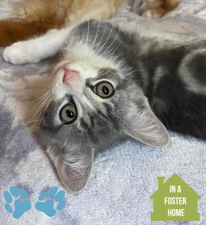 Mad Max, adoptable, Kitten Male Domestic Short Hair.