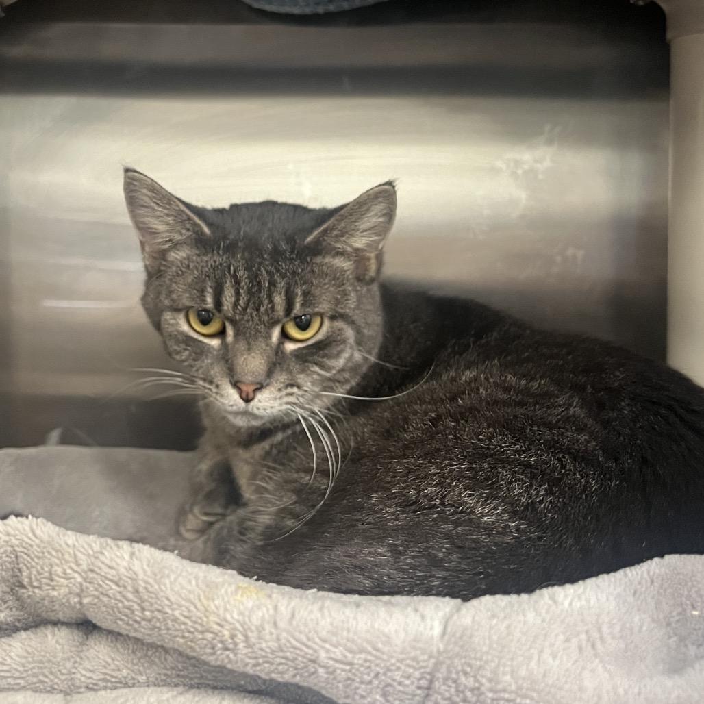 Enlarge Jonathan, a Adoptable Domestic Short Hair in Mentor, OH image 1/2