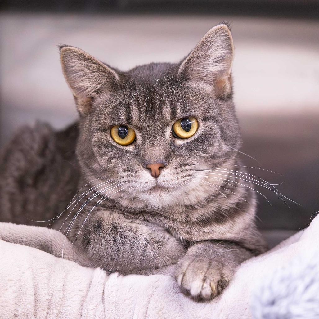 Enlarge Jonathan, a Adoptable Domestic Short Hair in Mentor, OH image 2/2