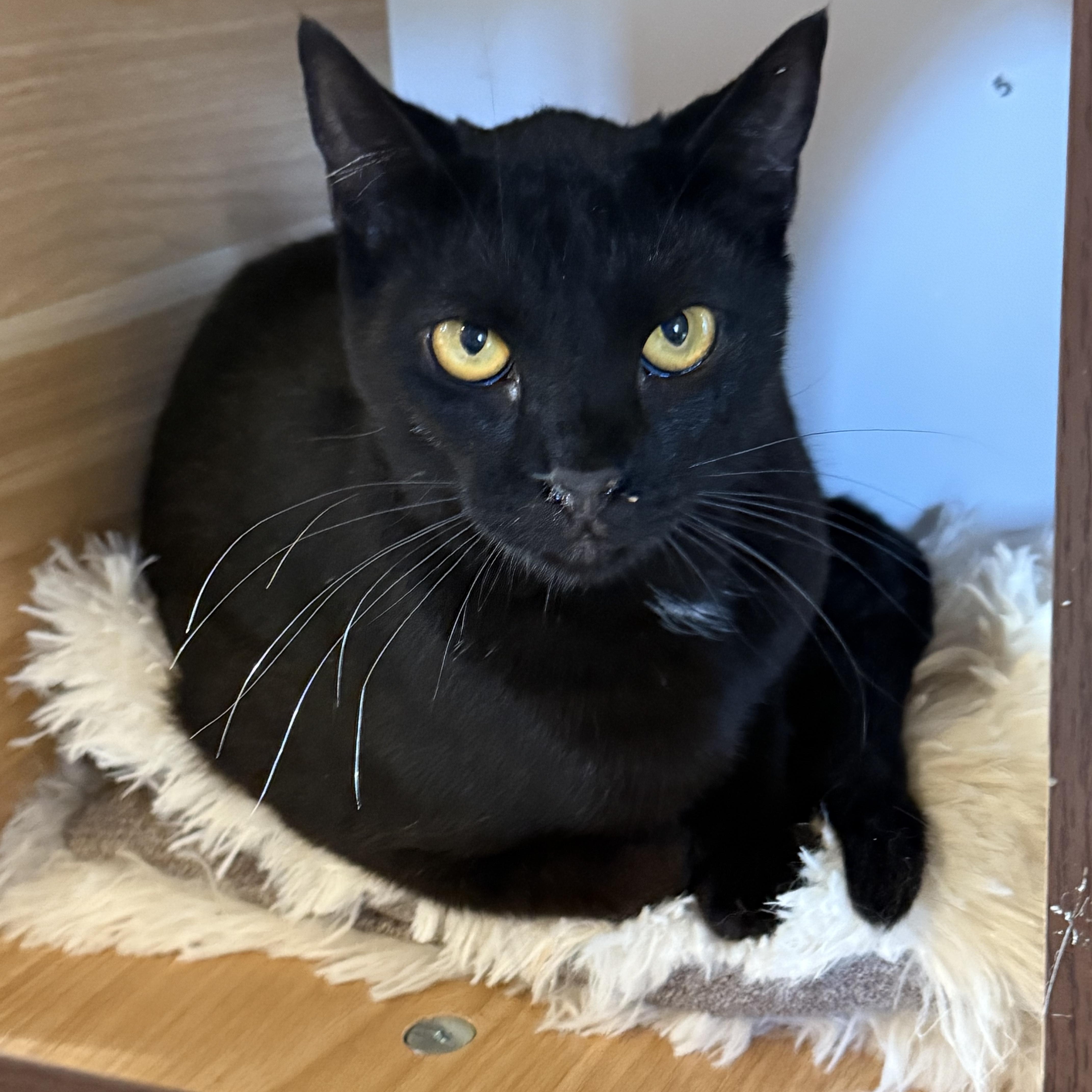 Oliver I am felv positive