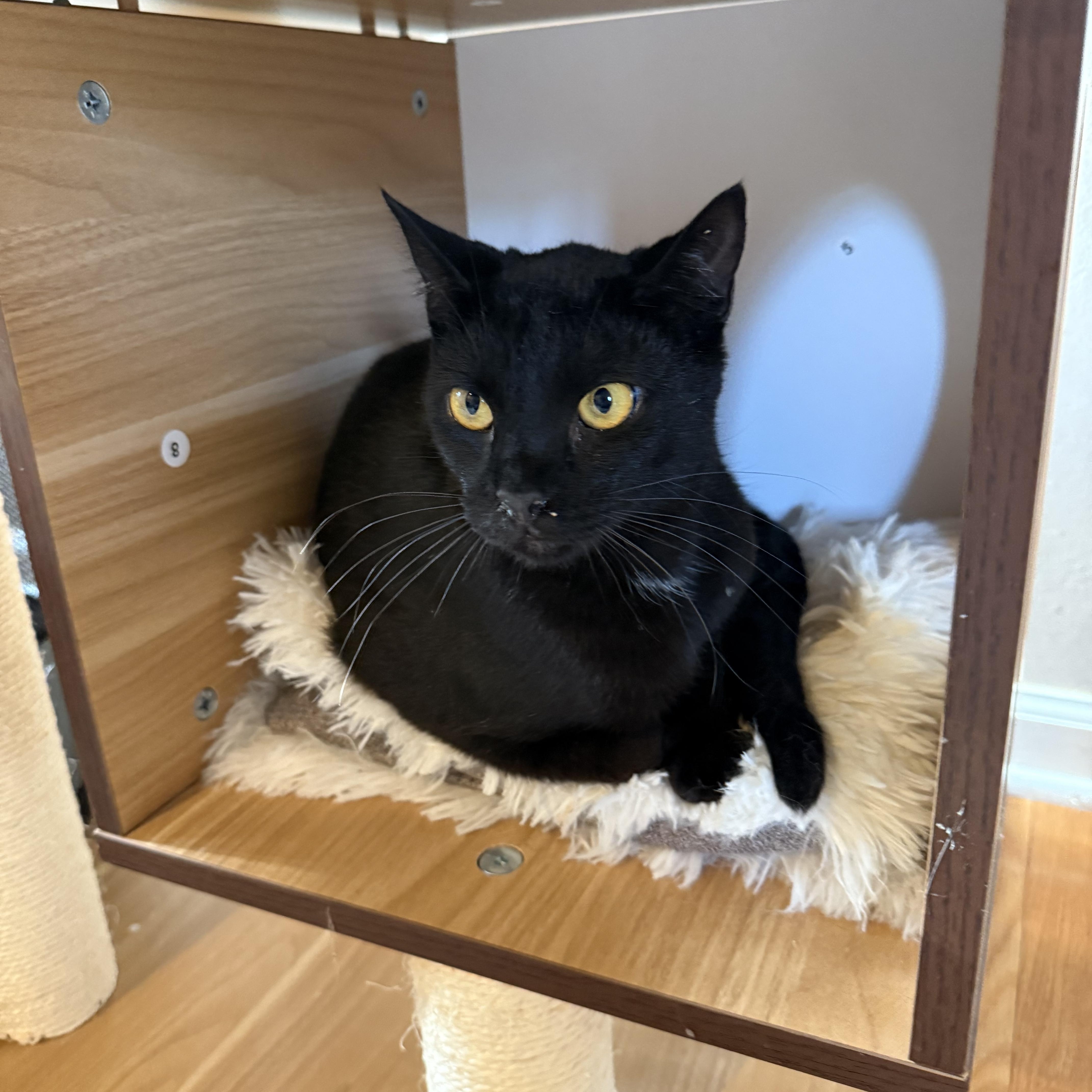 Oliver I am felv positive