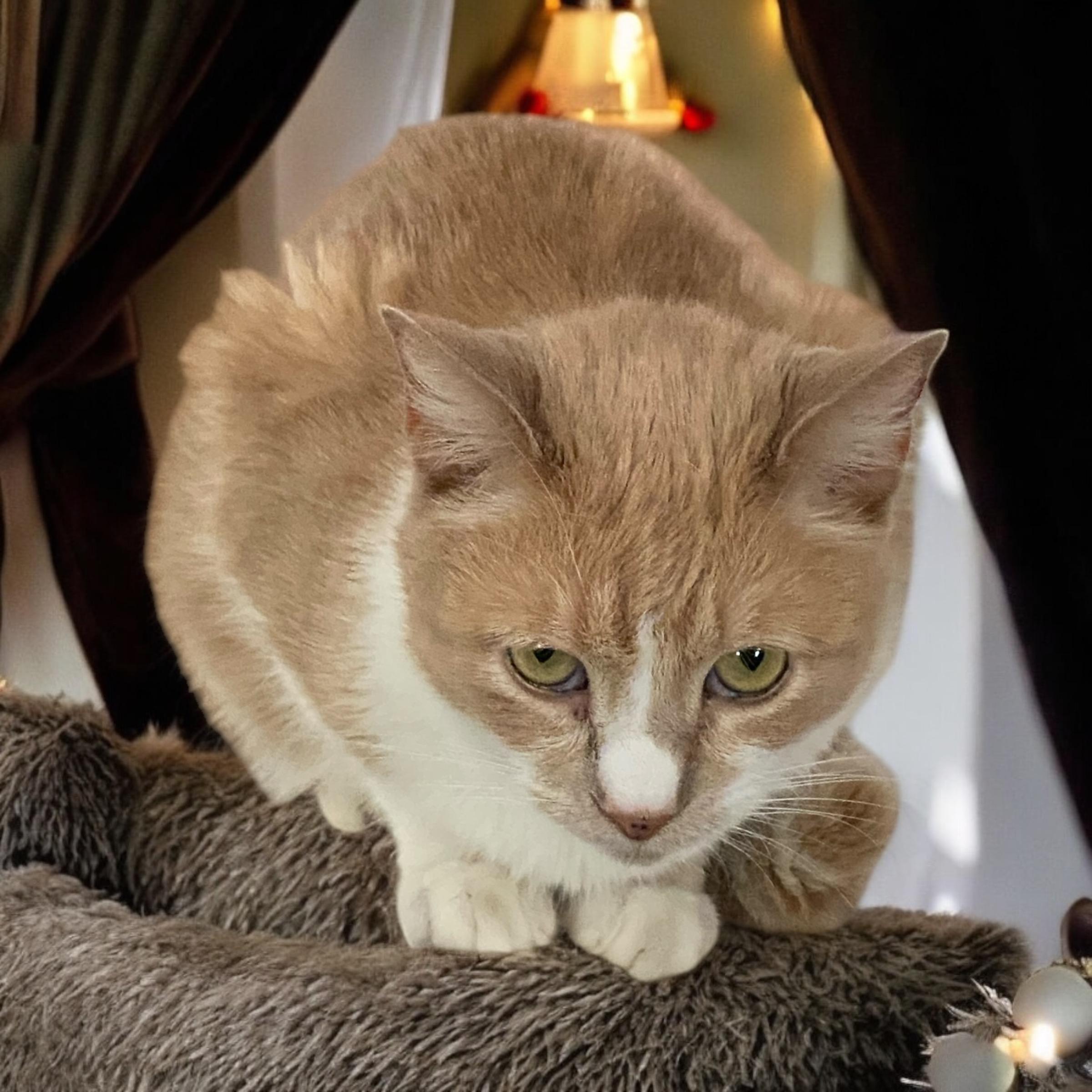 Kitty Boy, a Adoptable Domestic Short Hair in El Cajon, CA image 2/2