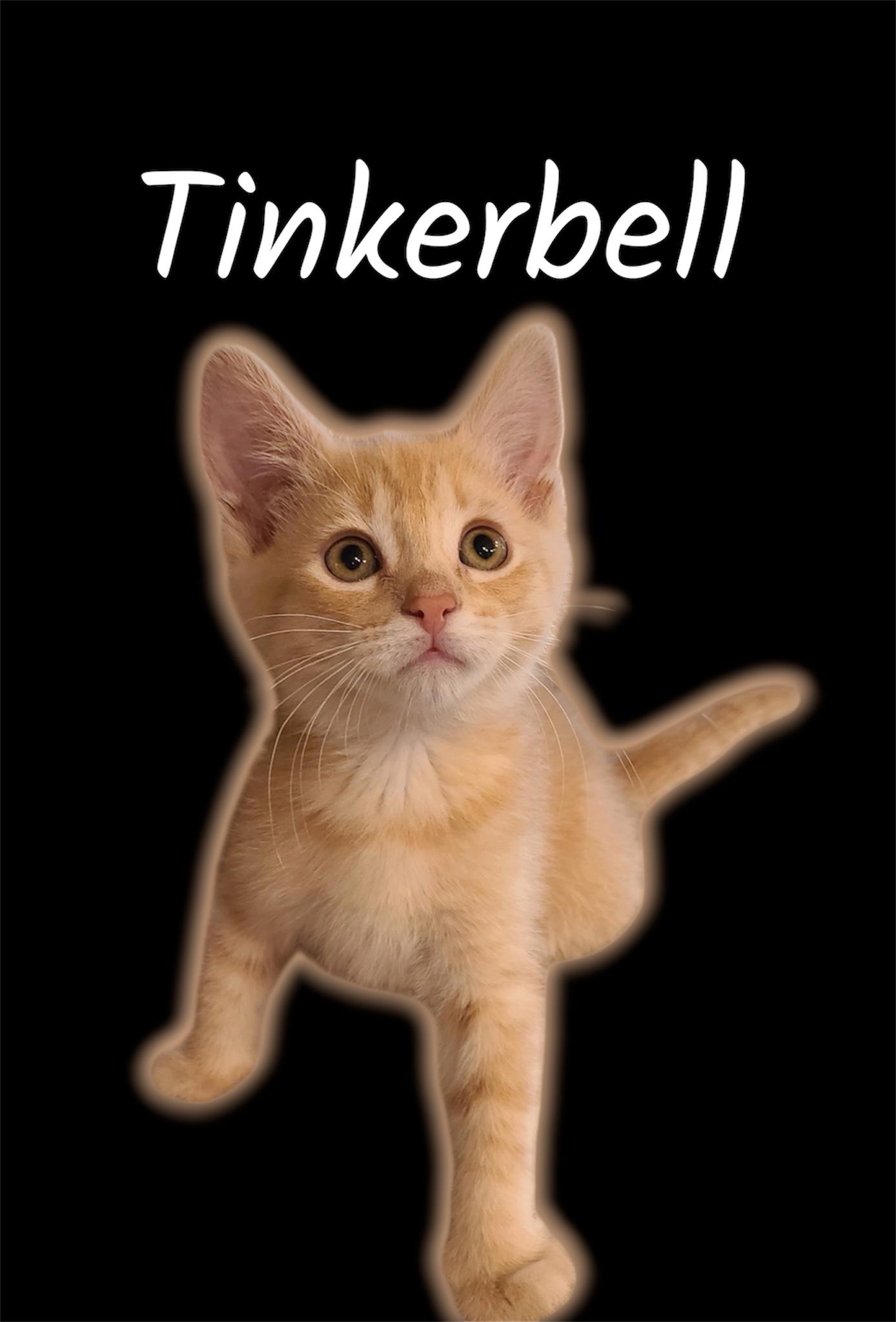 Enlarge Tinkerbell, an adopted Domestic Short Hair in Auburn, CA image 1/1