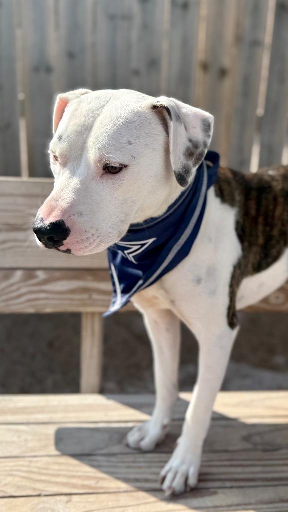 Rusty, Adoptable, Adult Male Mixed Breed.