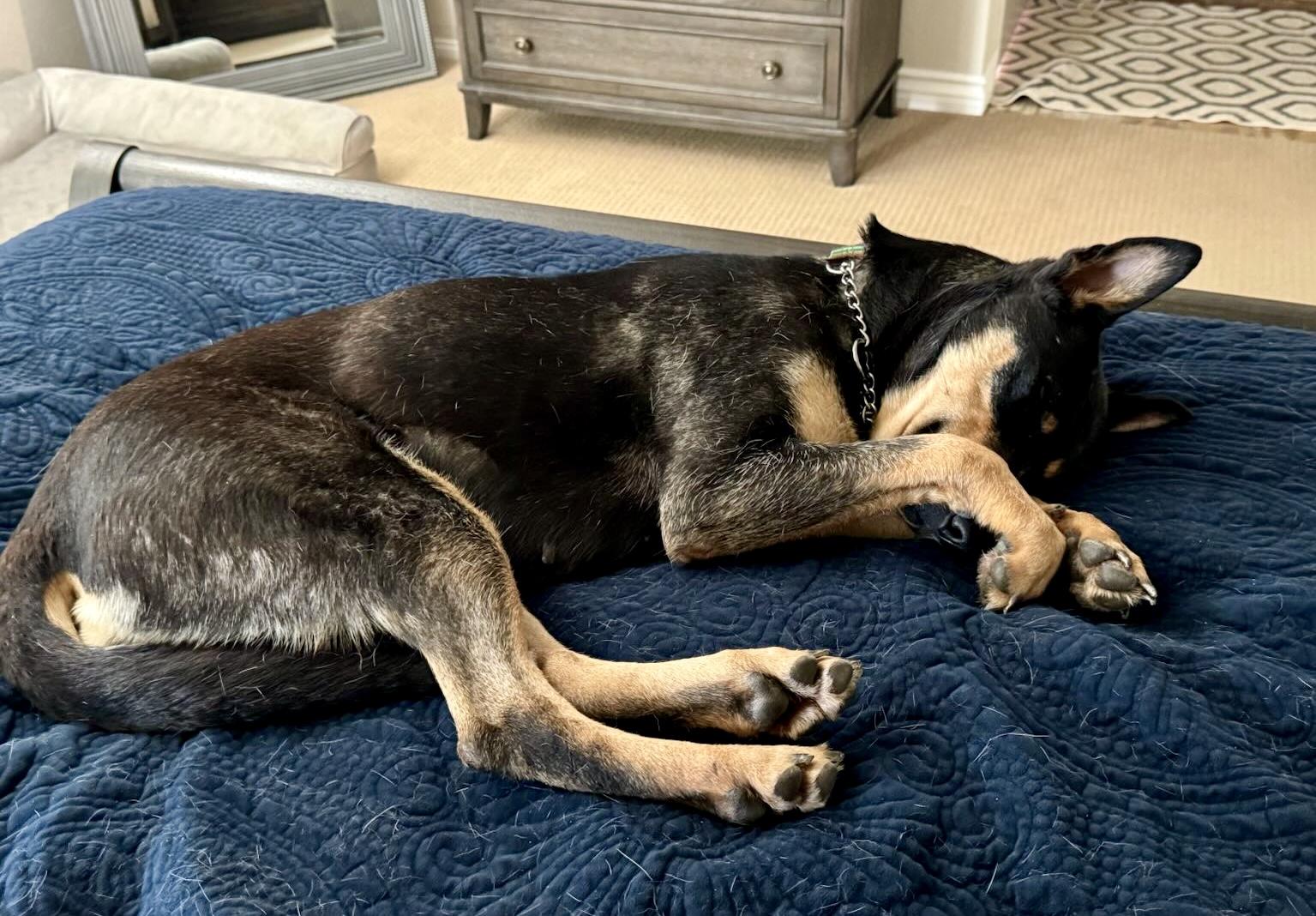 Pixie, a Adoptable mixed breed in North Hollywood, CA image 2/6