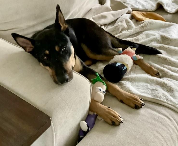 Pixie, Adult Female Doberman Pinscher