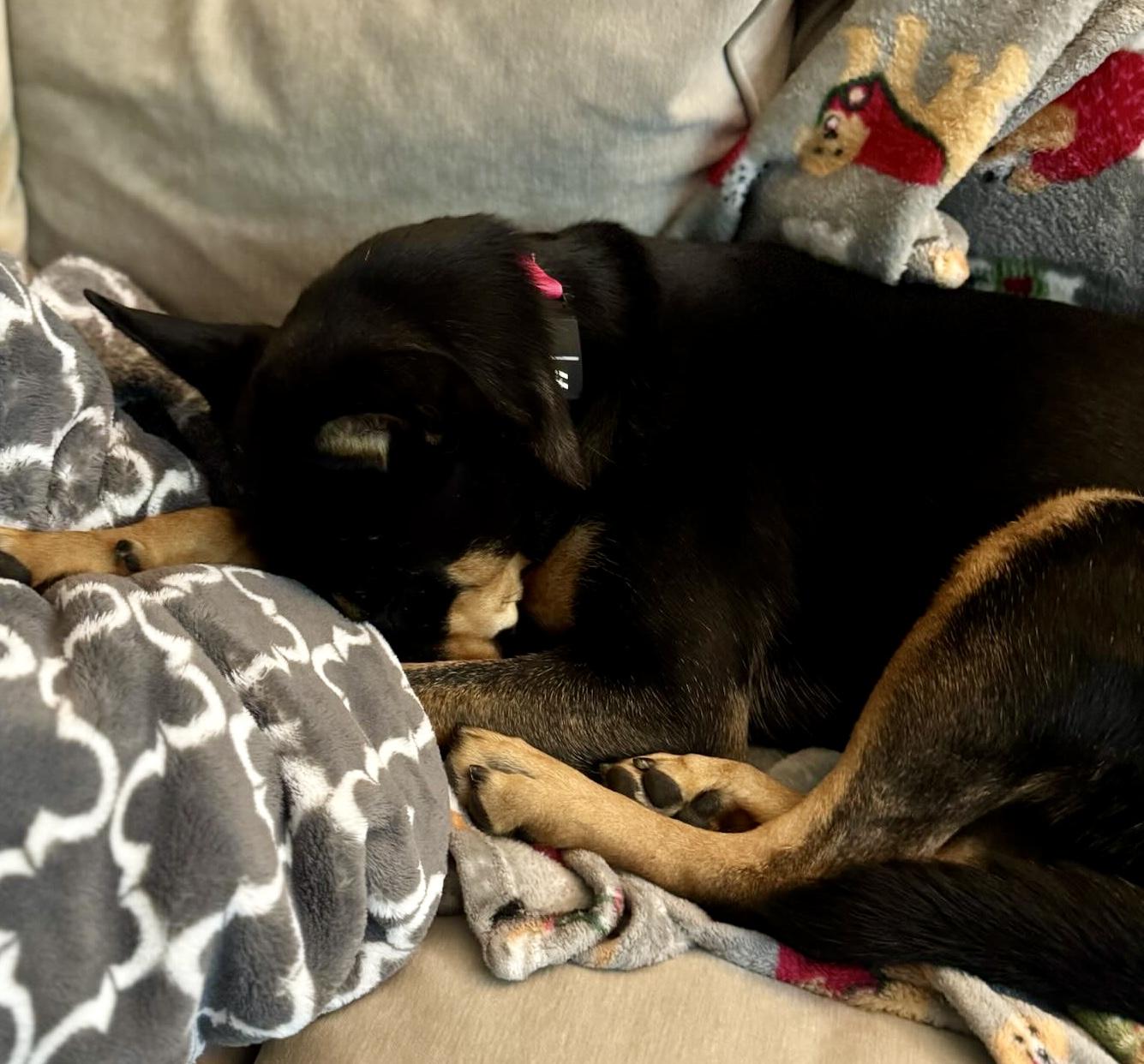 Pixie, a Adoptable mixed breed in North Hollywood, CA image 5/6