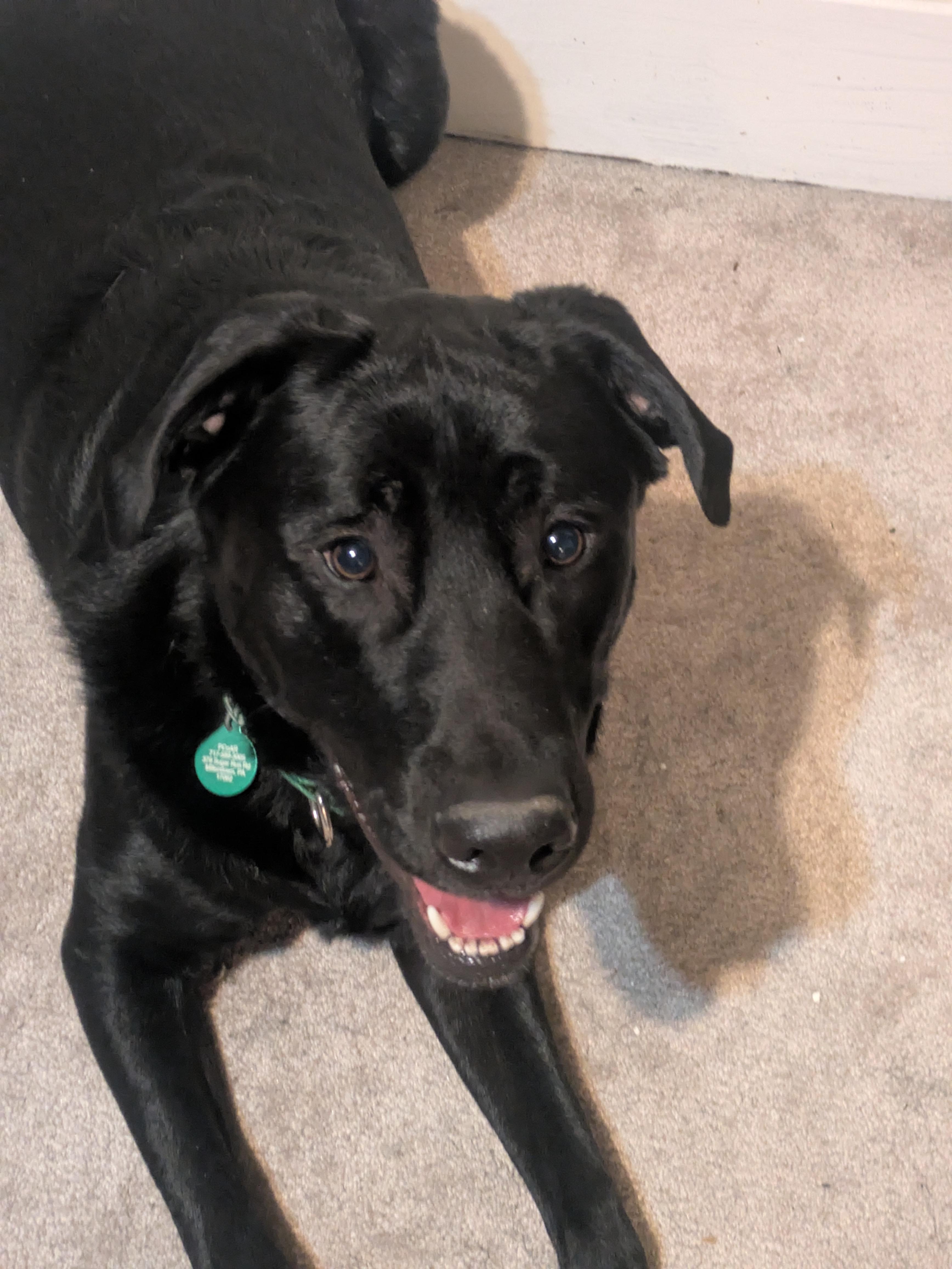 ODOMETER  "Odie", Young Male Labrador Retriever