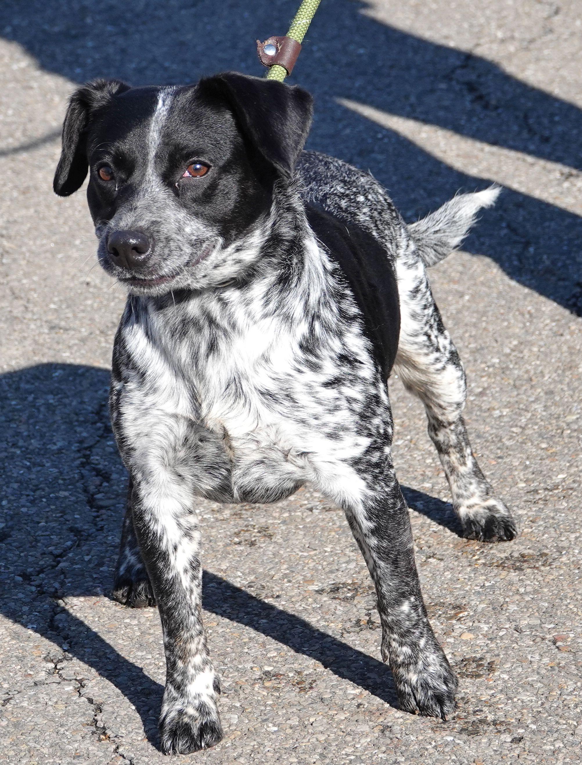 Dotty , a ADOPTABLE mixed breed in Millfield, OH image 4/4