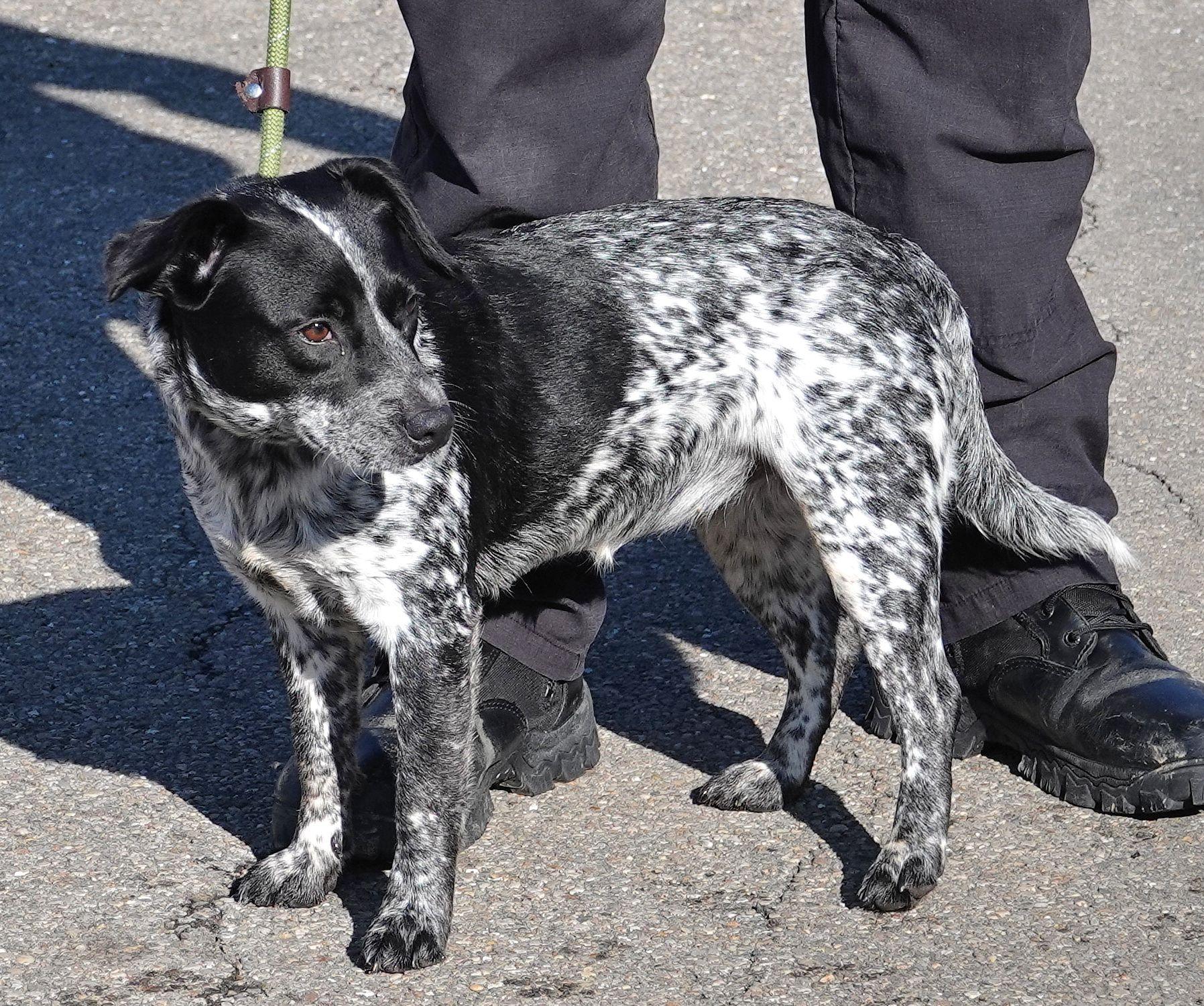 Dotty , a ADOPTABLE mixed breed in Millfield, OH image 2/4