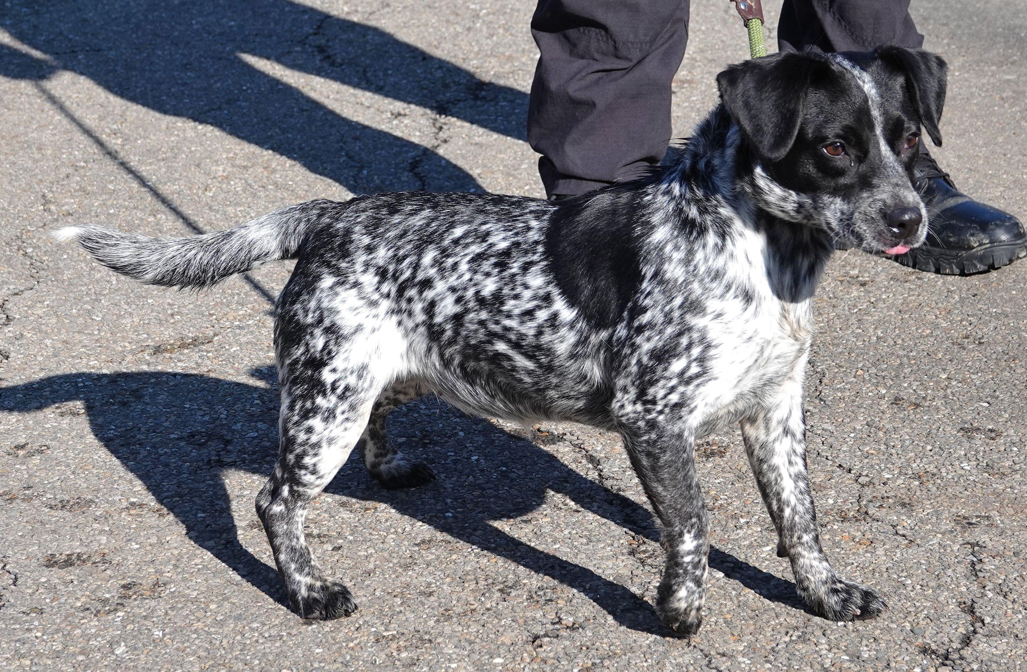 Dotty , a ADOPTABLE mixed breed in Millfield, OH image 3/4