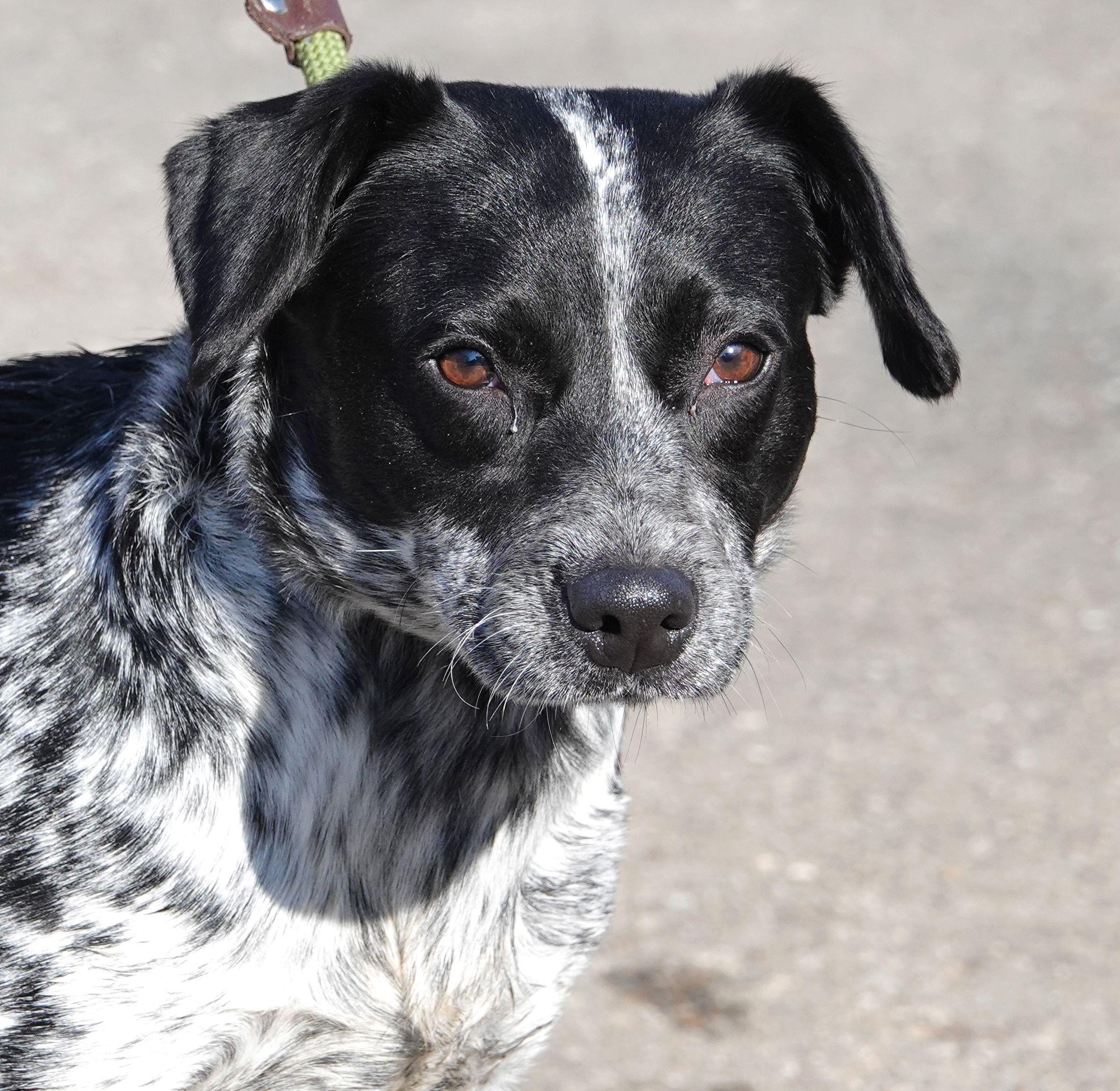 Dotty , ADOPTABLE, Adult Female Beagle.