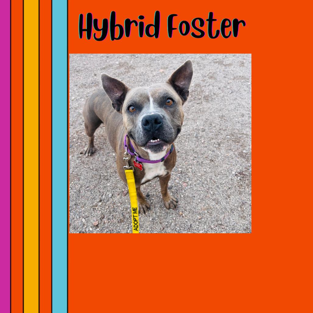 Chiquis, a Adoptable Pit Bull Terrier in Las Vegas, NV image 1/6