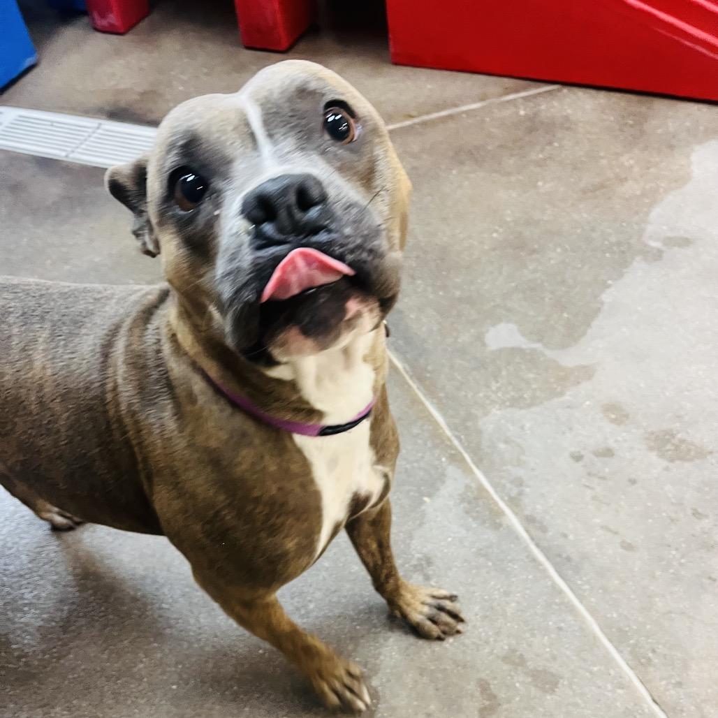 Chiquis, a Adoptable Pit Bull Terrier in Las Vegas, NV image 2/6