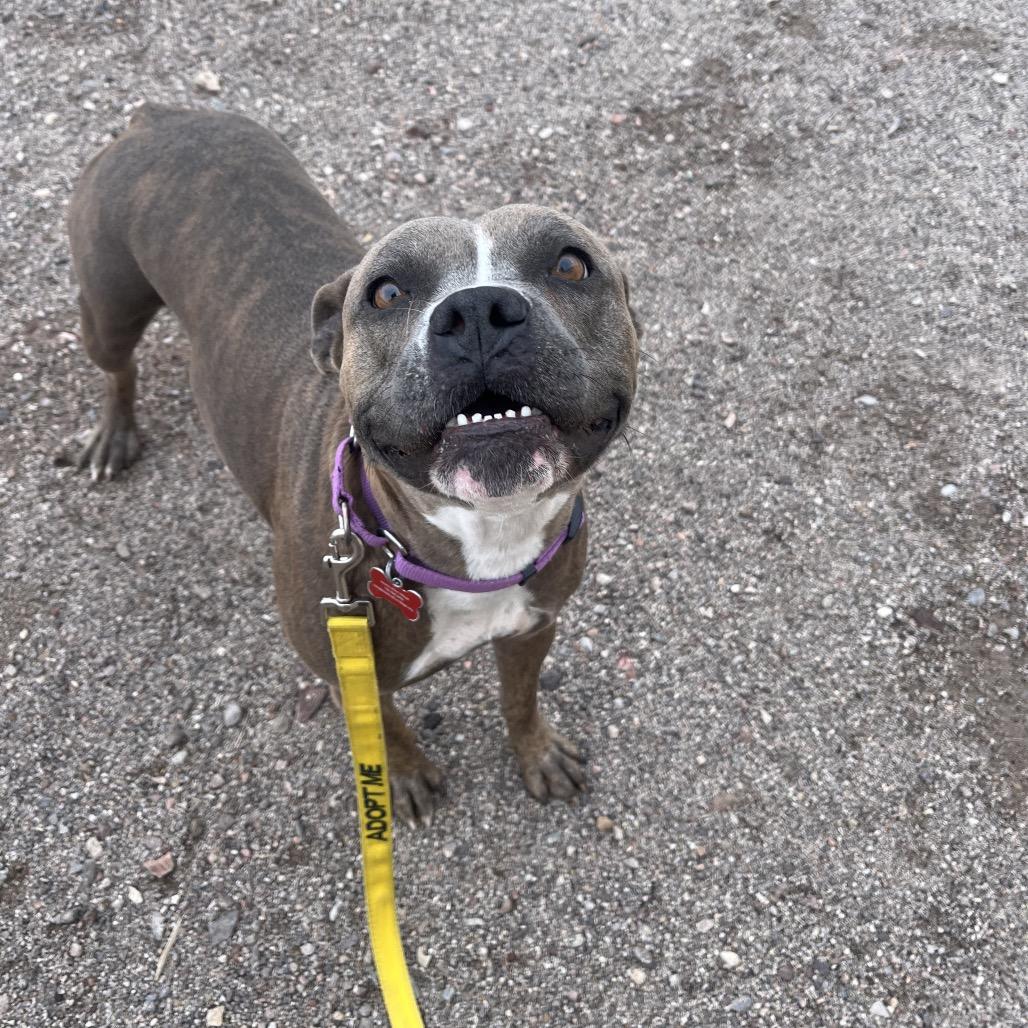 Chiquis, a Adoptable Pit Bull Terrier in Las Vegas, NV image 3/6