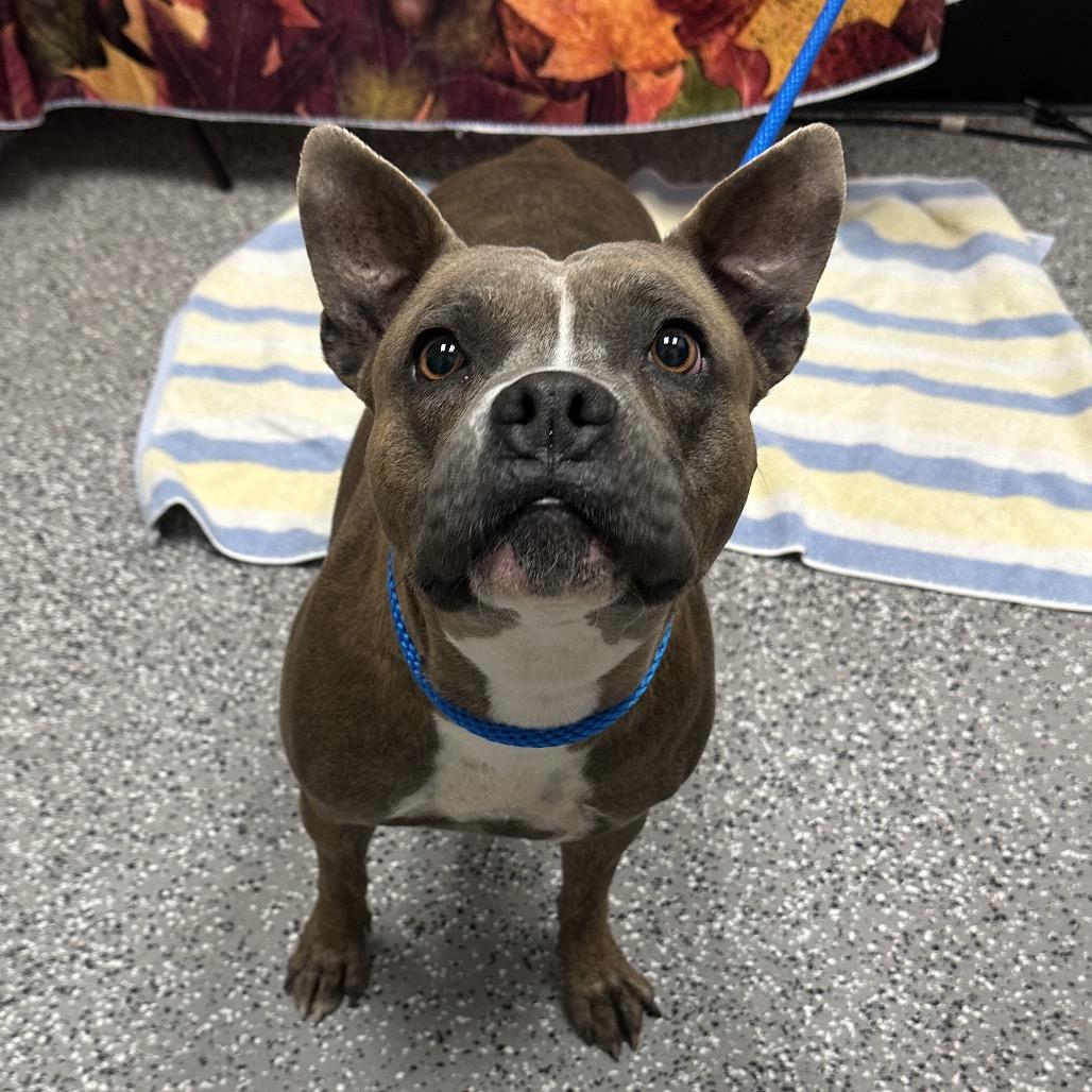 Chiquis, a Adoptable Pit Bull Terrier in Las Vegas, NV image 4/6