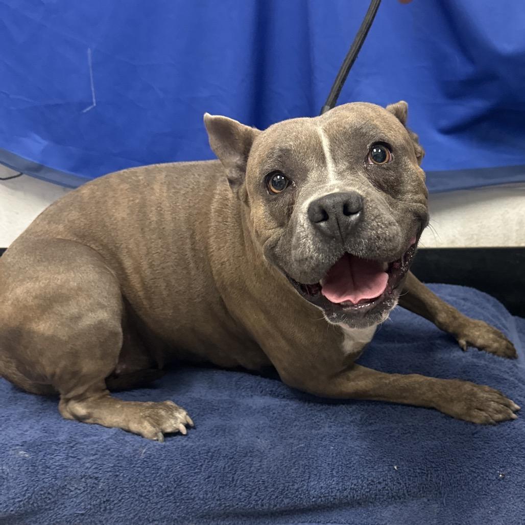 Chiquis, a Adoptable Pit Bull Terrier in Las Vegas, NV image 6/6